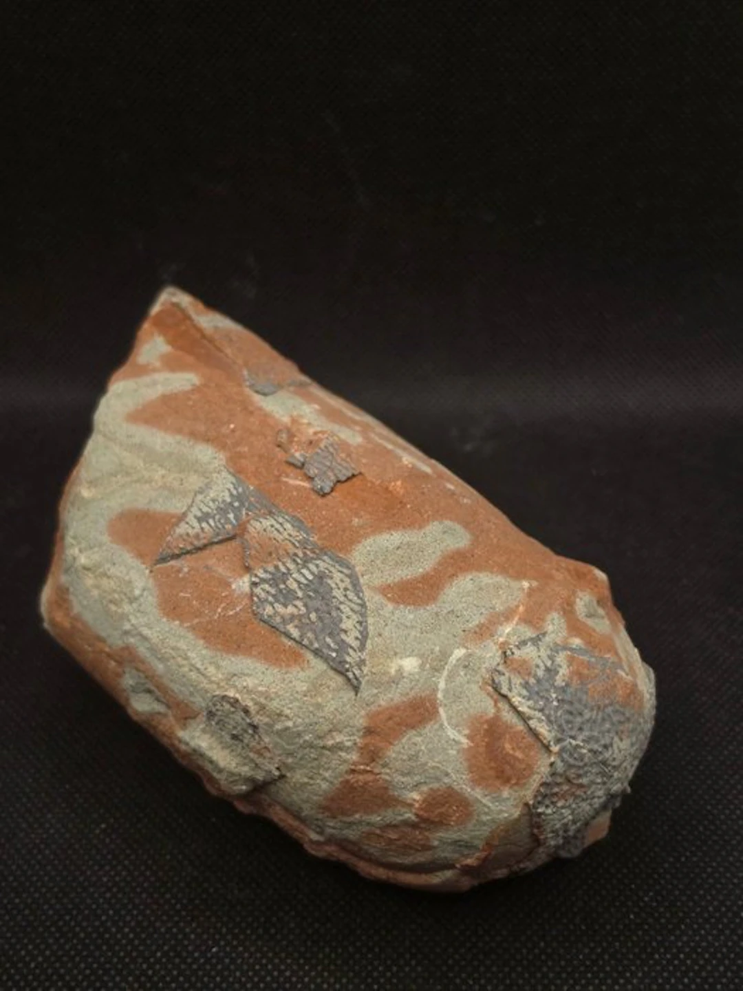 Oviraptorid Dinosaur Egg – Visible Eggshell - Fossilised egg - 15 cm - 8 cm