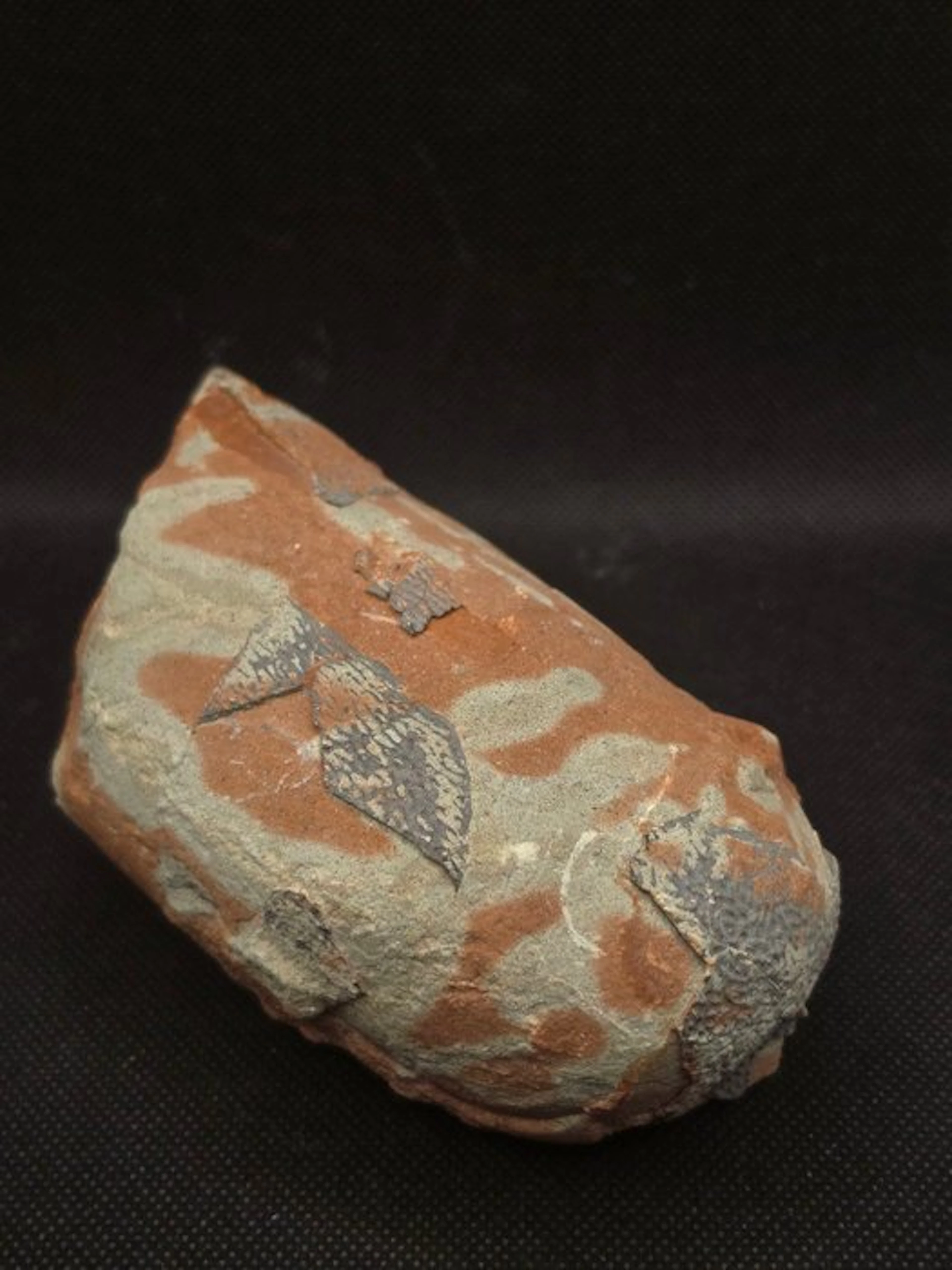 Oviraptorid Dinosaur Egg – Visible Eggshell - Fossilised egg - 15 cm - 8 cm