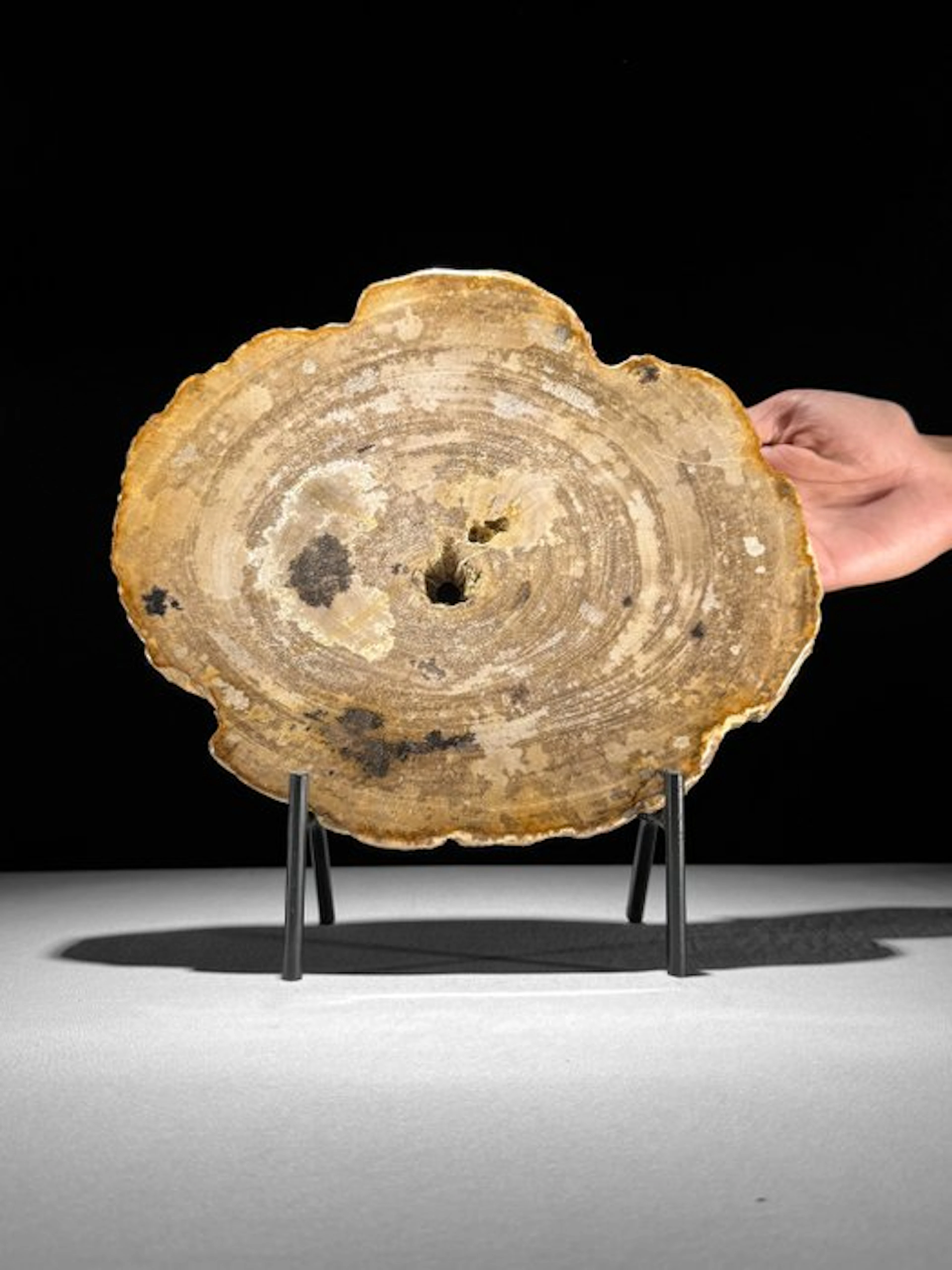 Wonderful Slice of Petrified Wood on a custom stand...