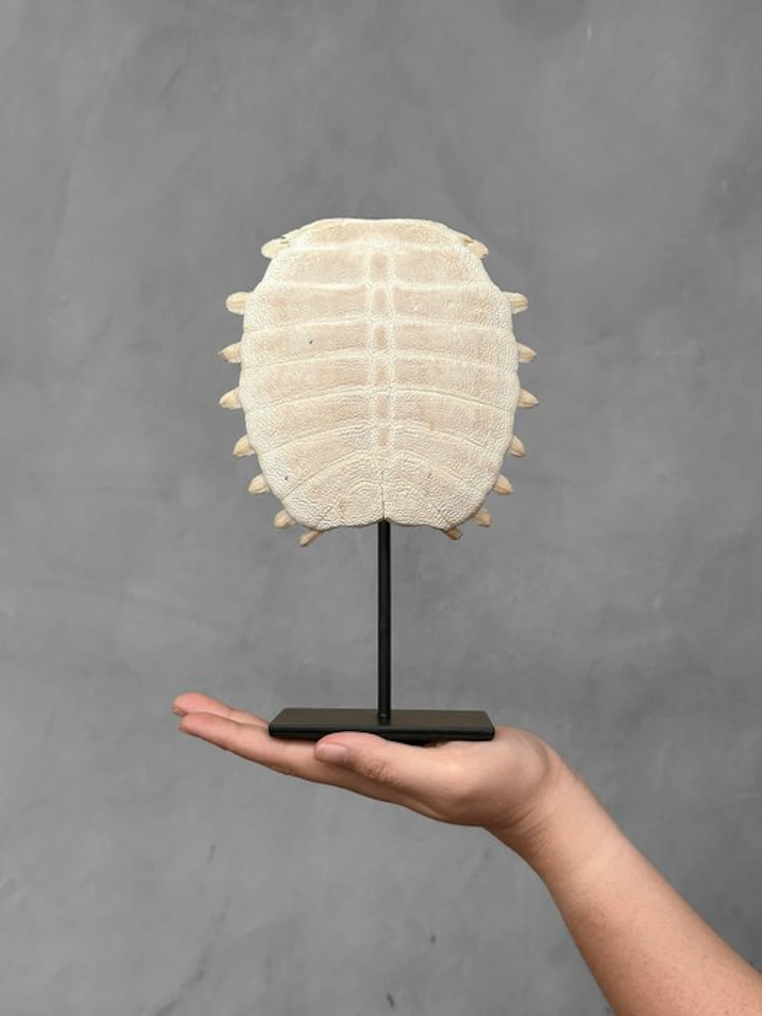 NO RESERVE PRICE - Stunning Chinese Soft-Shell Turtle...