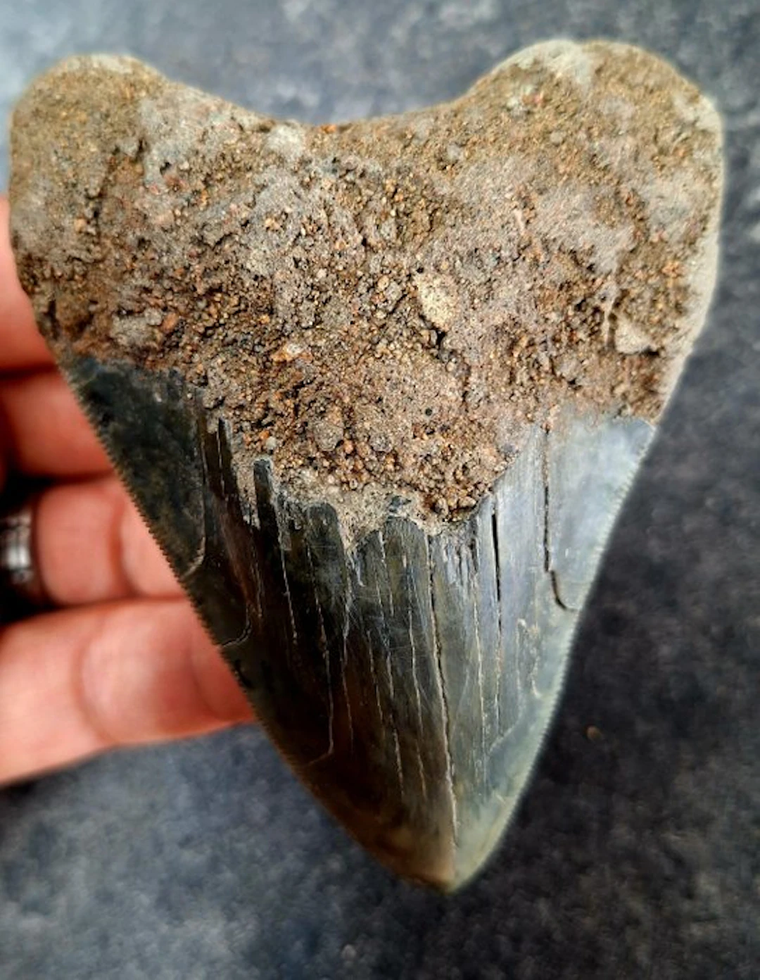 Megalodon - Fossil tooth - 10 cm - 7.2 cm