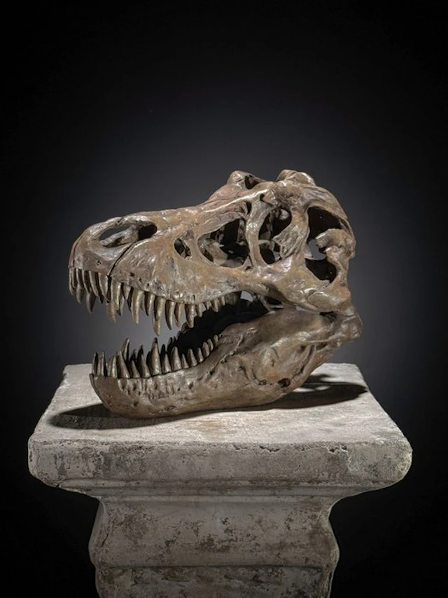 NO RESERVE PRICE - Replica of Dinosaur Skull - Museum...