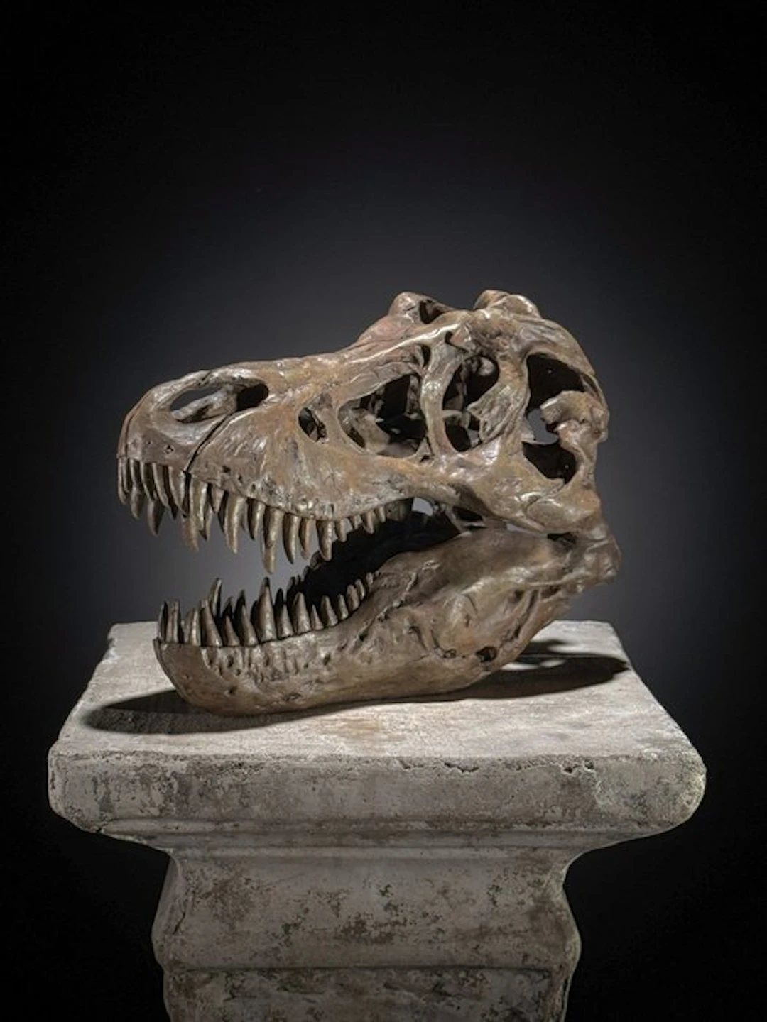 NO RESERVE PRICE - Replica of Dinosaur Skull - Museum...