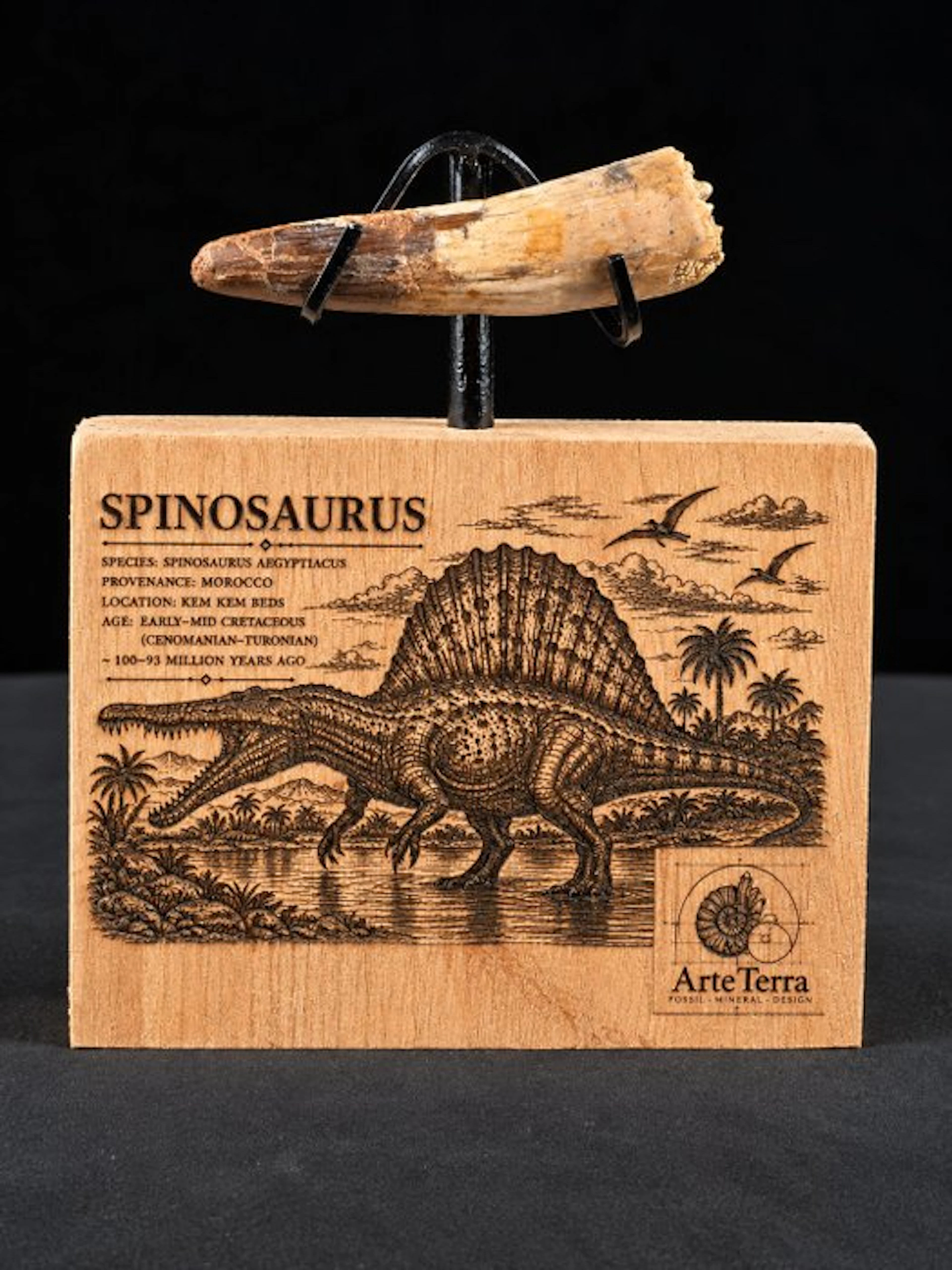 Spinosaur - Fossil tooth - Spinosaur Aegyptiacus (No reserve price)