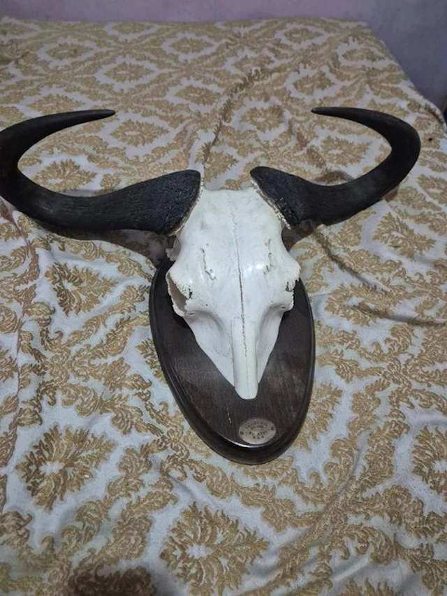 Wall decoration (2) - Tanzania - Skull with wildebeest horns