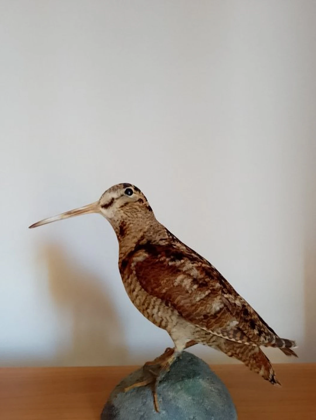 Woodcock Taxidermy full body mount - Scolopax rusticola...