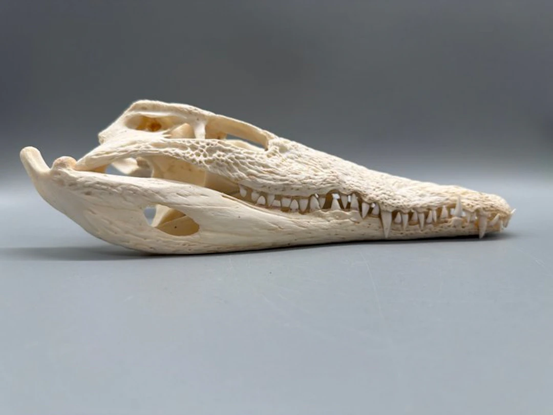 Nile Crocodile Reptile skull - Crocodylus niloticus - 8...