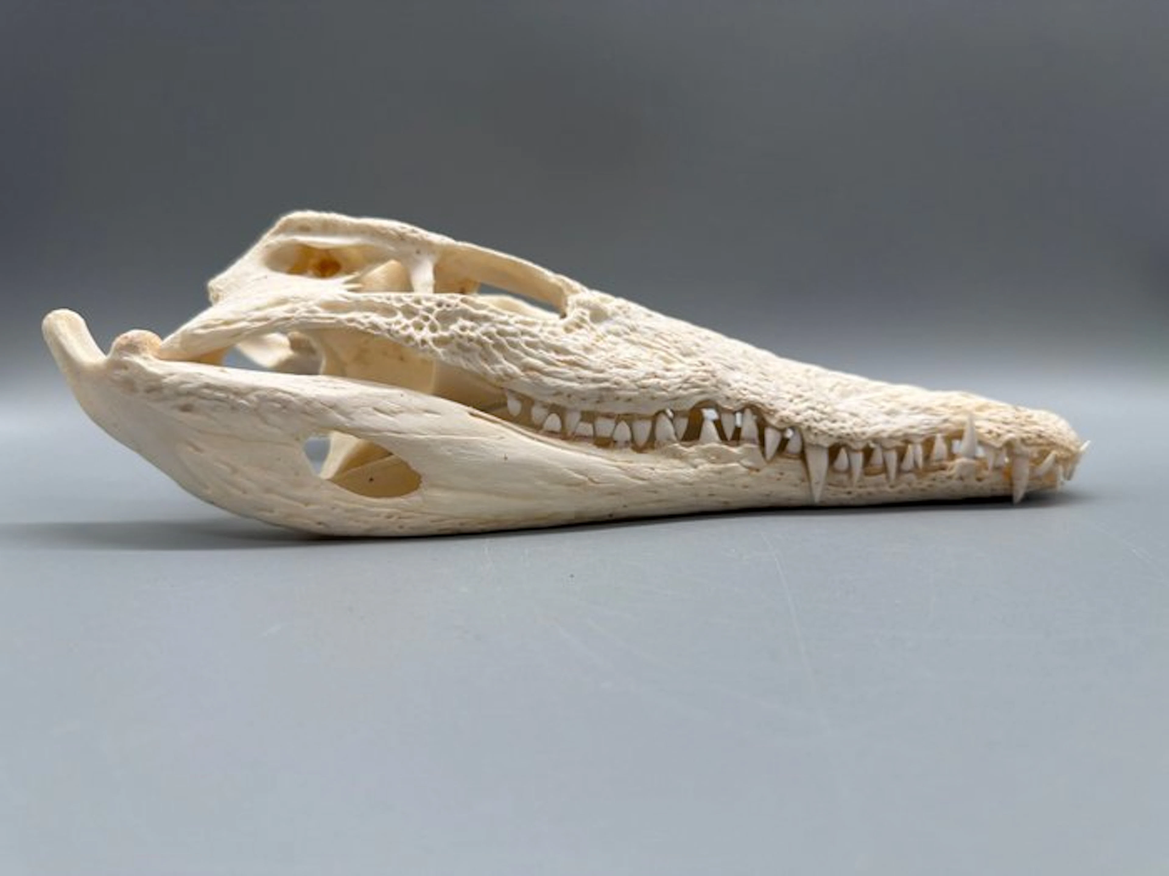 Nile Crocodile Reptile skull - Crocodylus niloticus - 8...