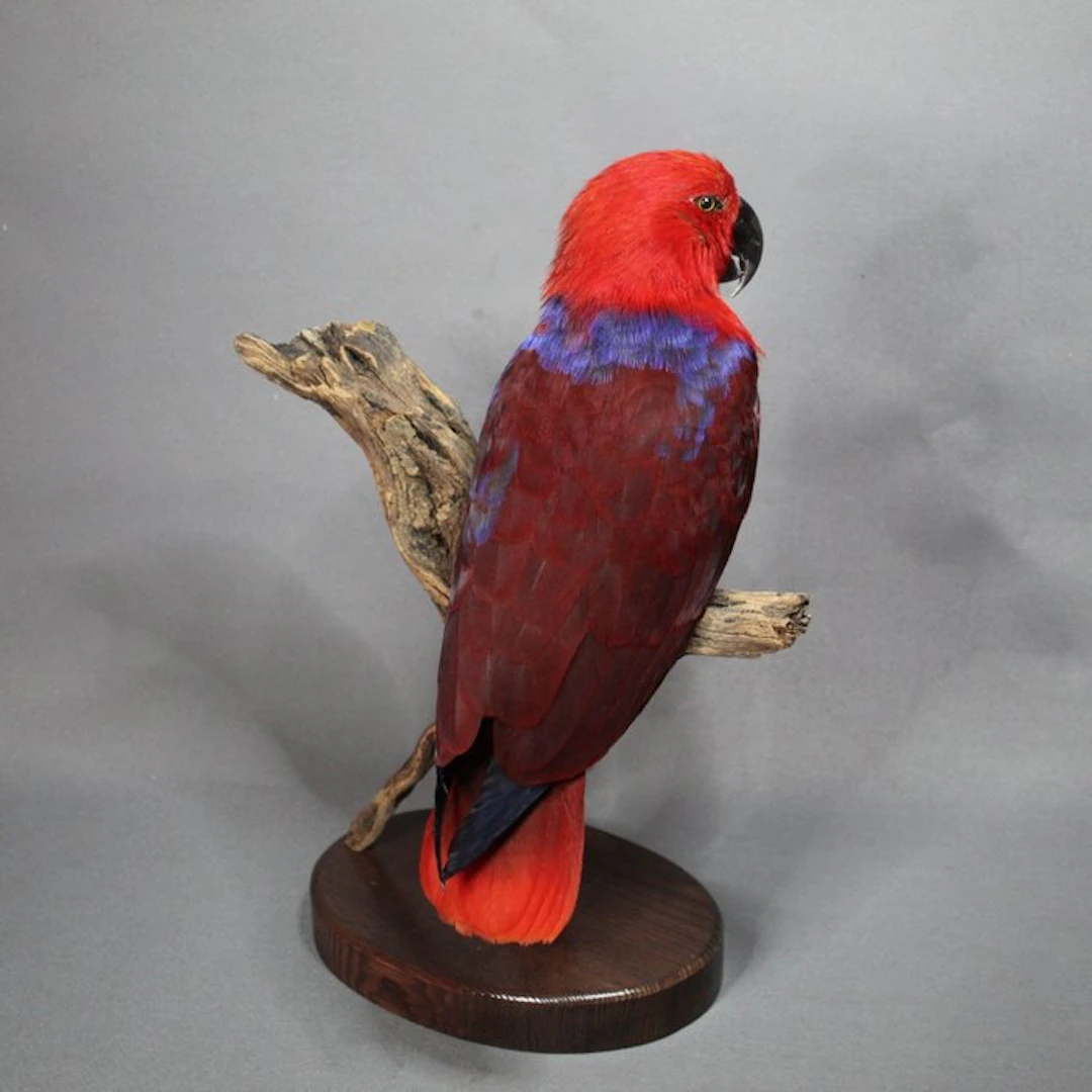 Noble parrot Taxidermy full body mount - Eclectus roratus...