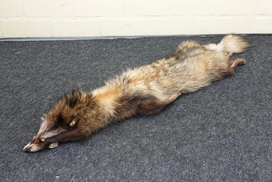 Racoon Study skin - Procyon lotor - 20 cm - 105 cm - 1 cm - 1