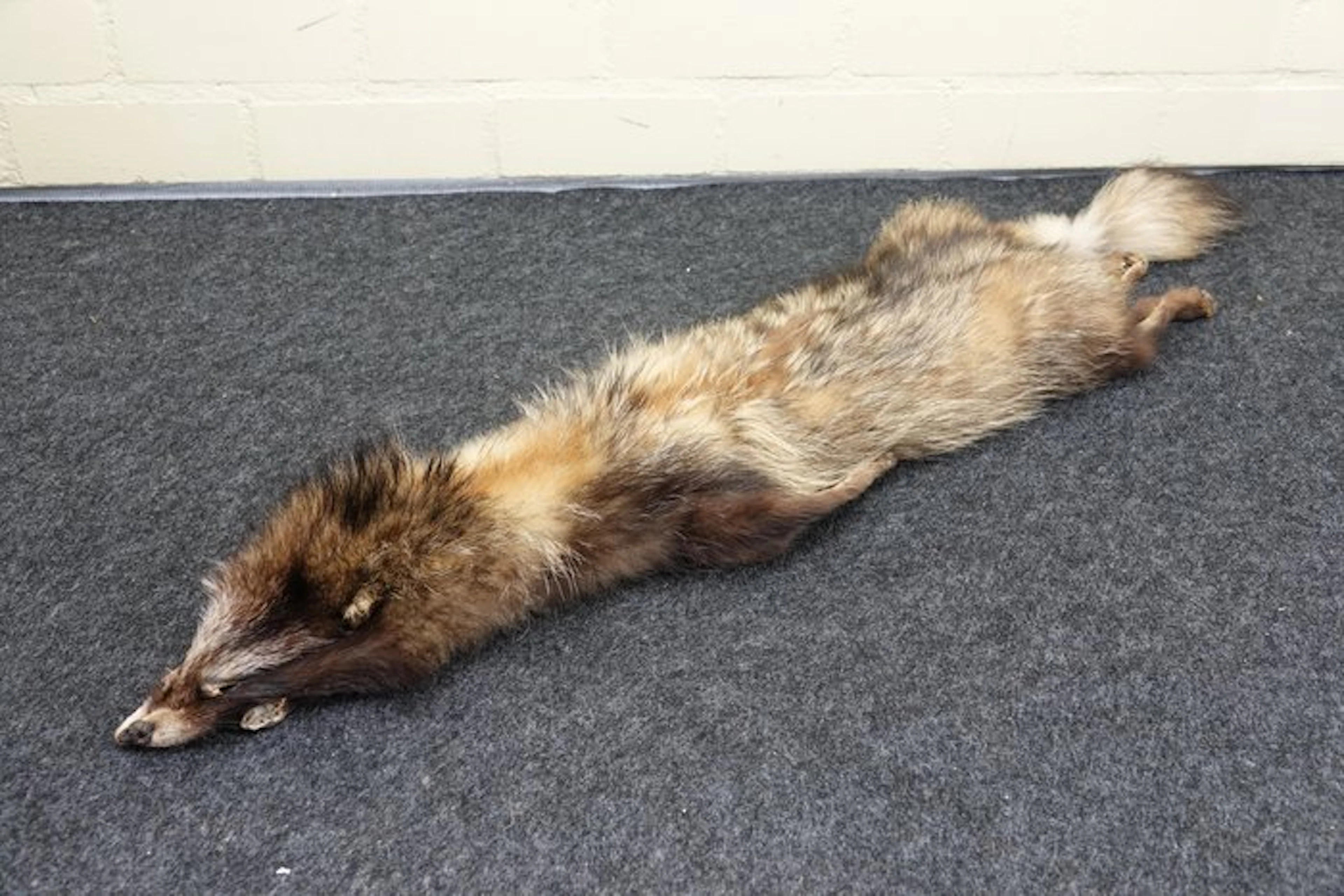 Racoon Study skin - Procyon lotor - 20 cm - 105 cm - 1 cm - 1