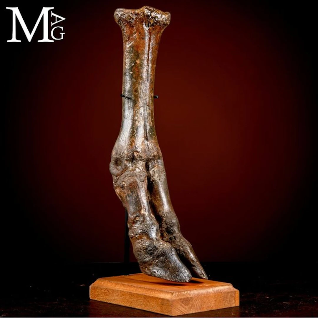 Impressive Ice Age Steppe Bison Subfossil Foot from...