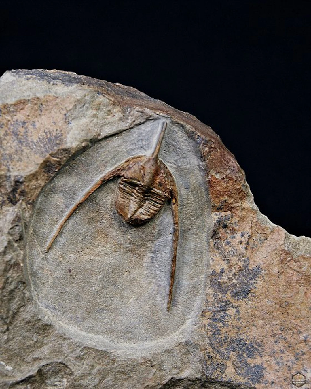 Trilobite - Fossilised animal - Ampyx cf. priscus