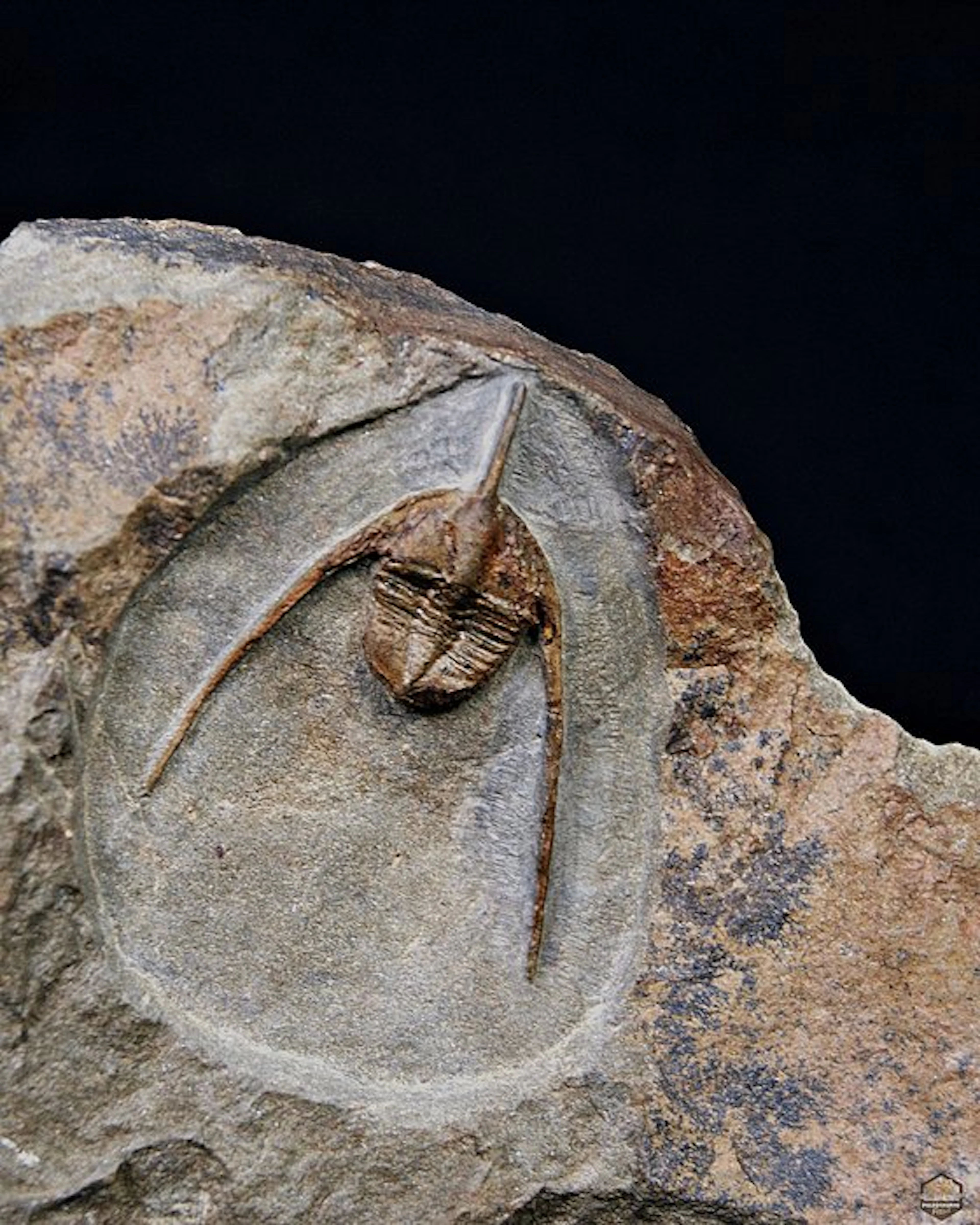 Trilobite - Fossilised animal - Ampyx cf. priscus