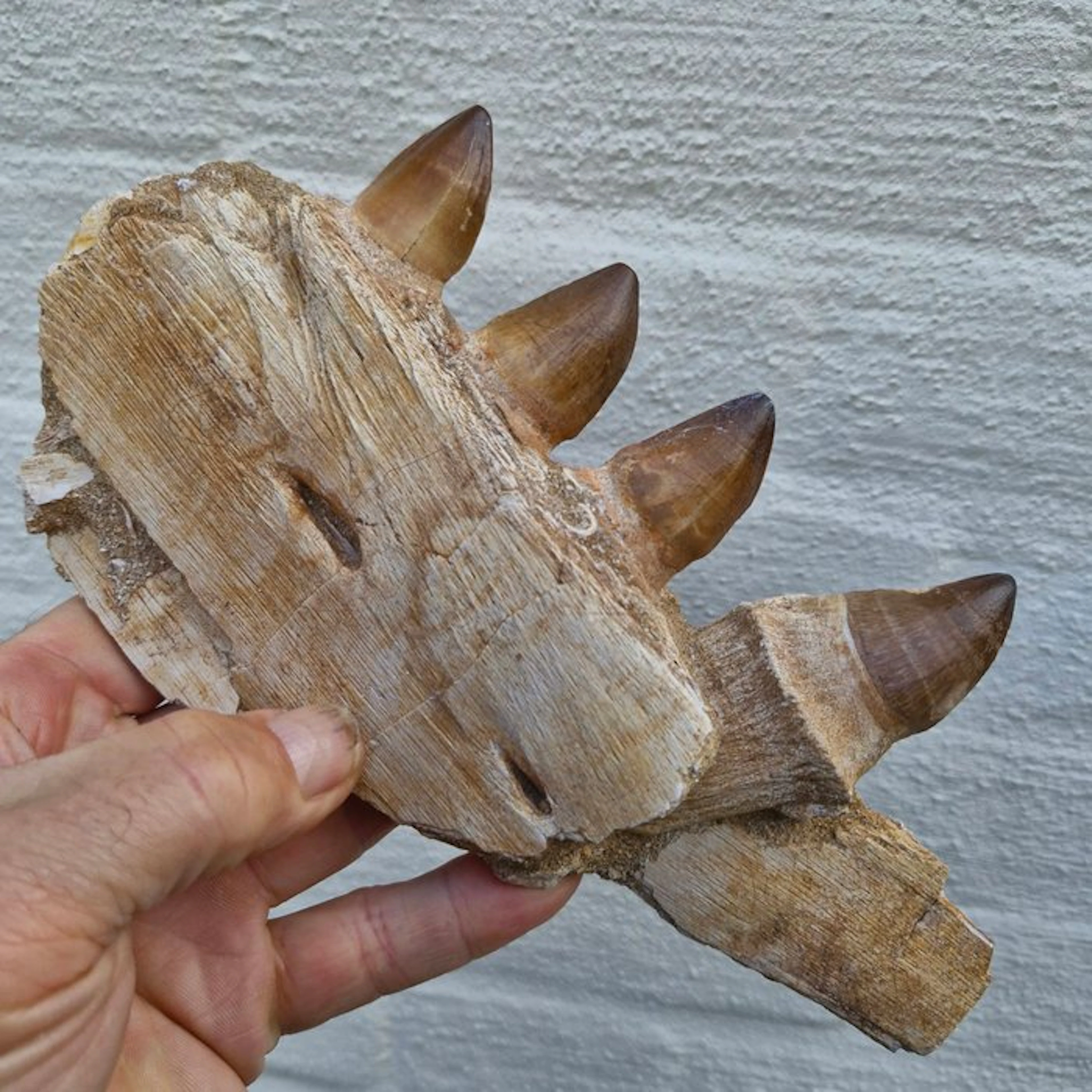 Fossil mosasaur jaw - Fossilised jaw - Mosasaurus beaugei...