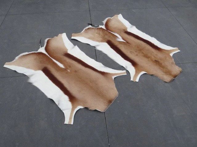Pair South African Springbok Skins Taxidermy wall mount...