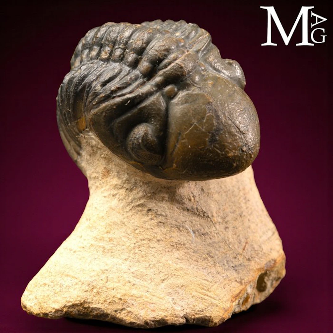Exquisitely Preserved Barrandeops Ovatus Trilobite - Devonian (400 Mln