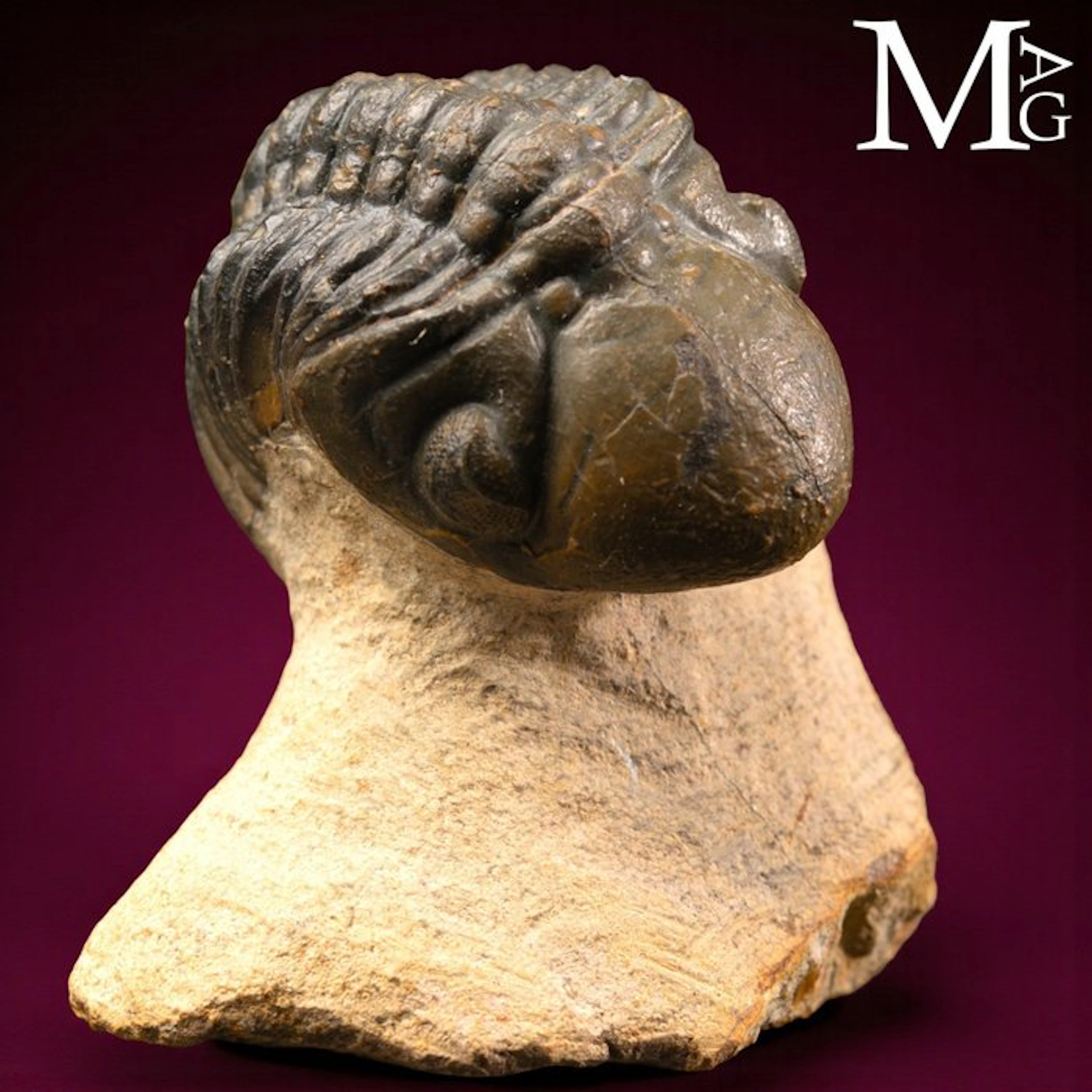 Exquisitely Preserved Barrandeops Ovatus Trilobite - Devonian (400 Mln
