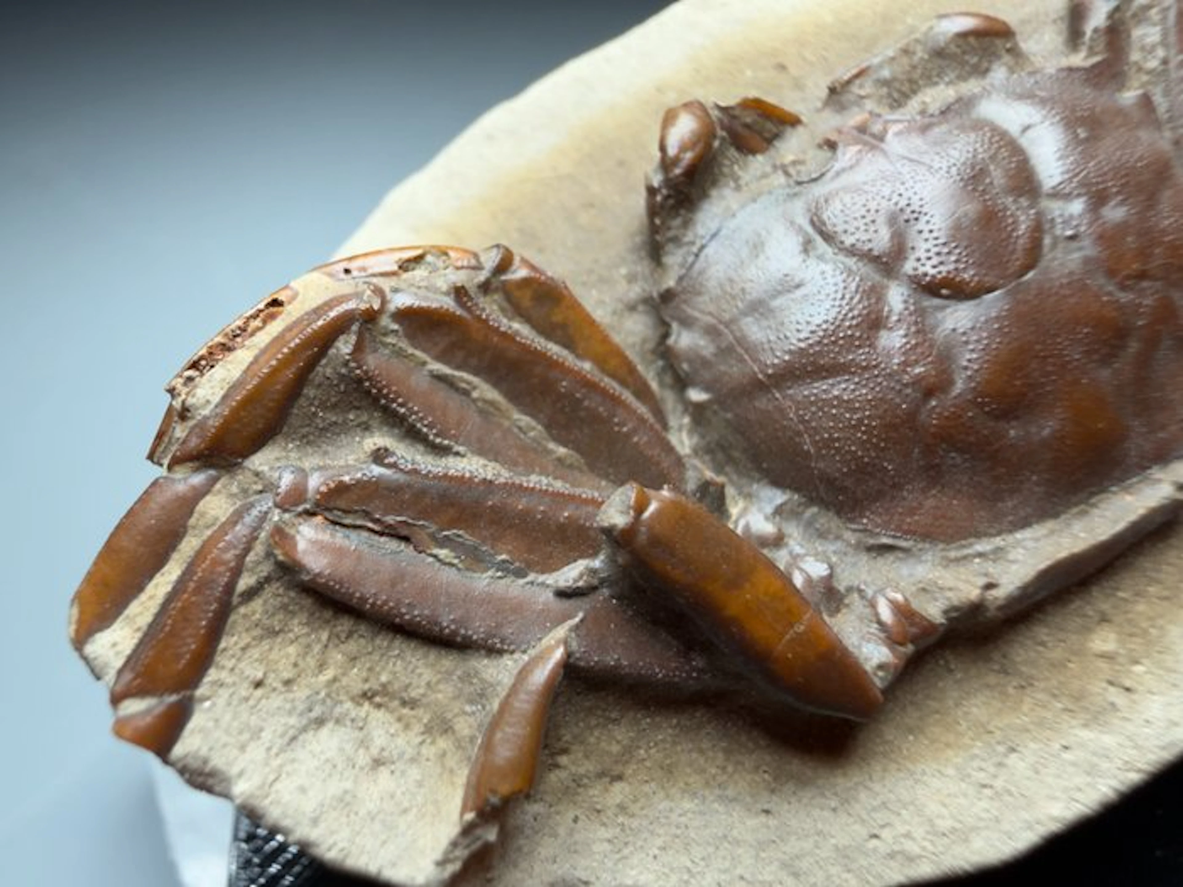 Museum Quality Complete Spiny Crab - Fossil carapace