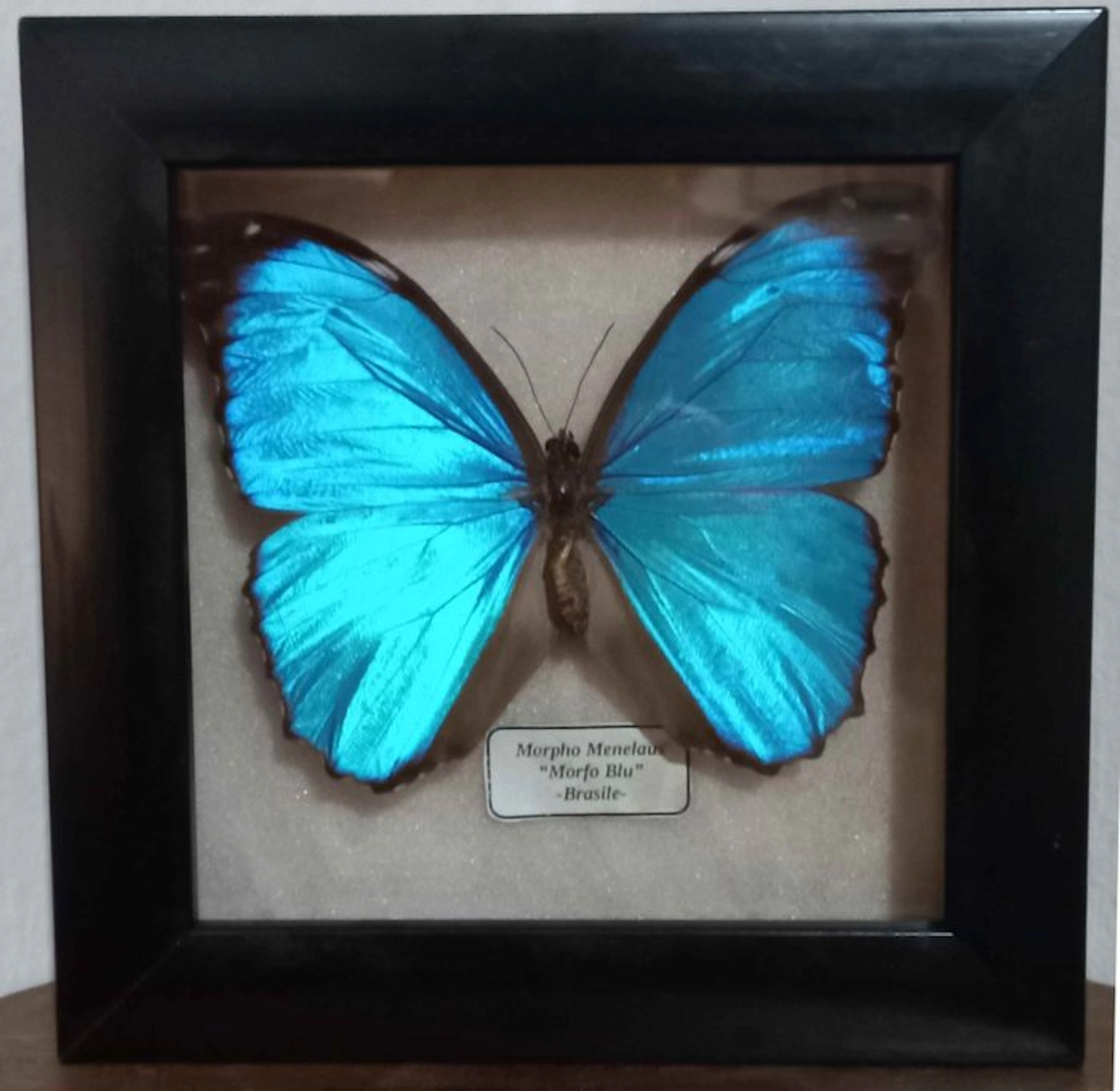 Butterfly Taxidermy full body mount - Morpho menelaus - 14 cm - 14 cm - 3 cm