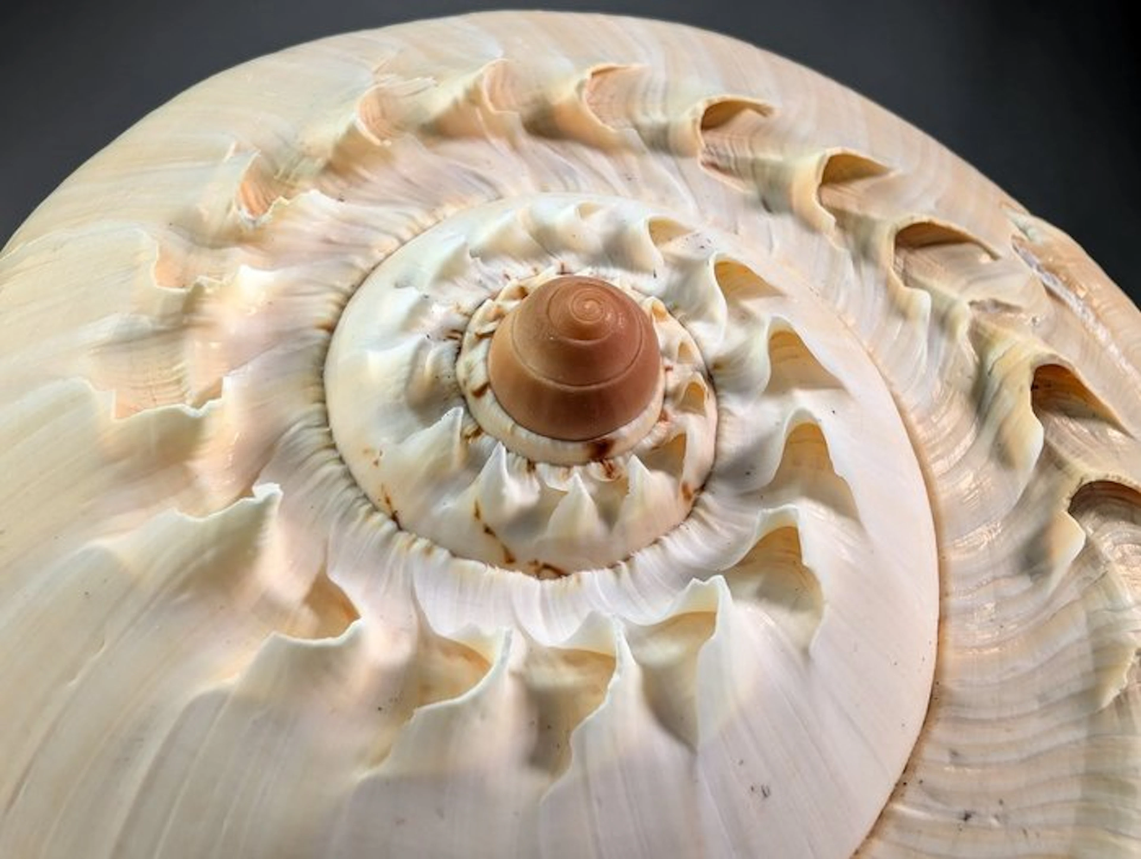 Giant Melo Shell Sea shell - Melo broderipii (No reserve price)