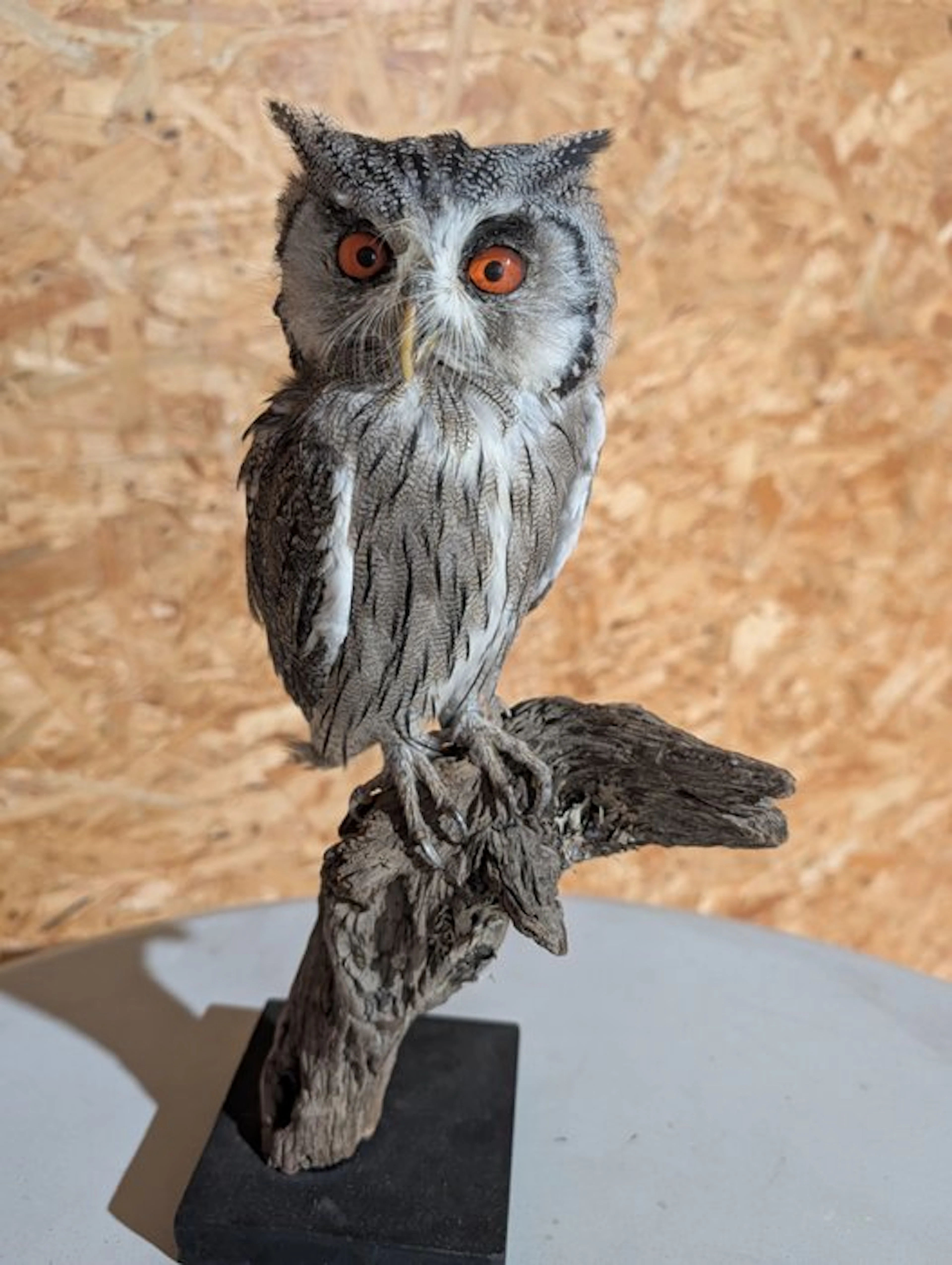 Northern Bush Owl Taxidermy full body mount - Ptilopsis...