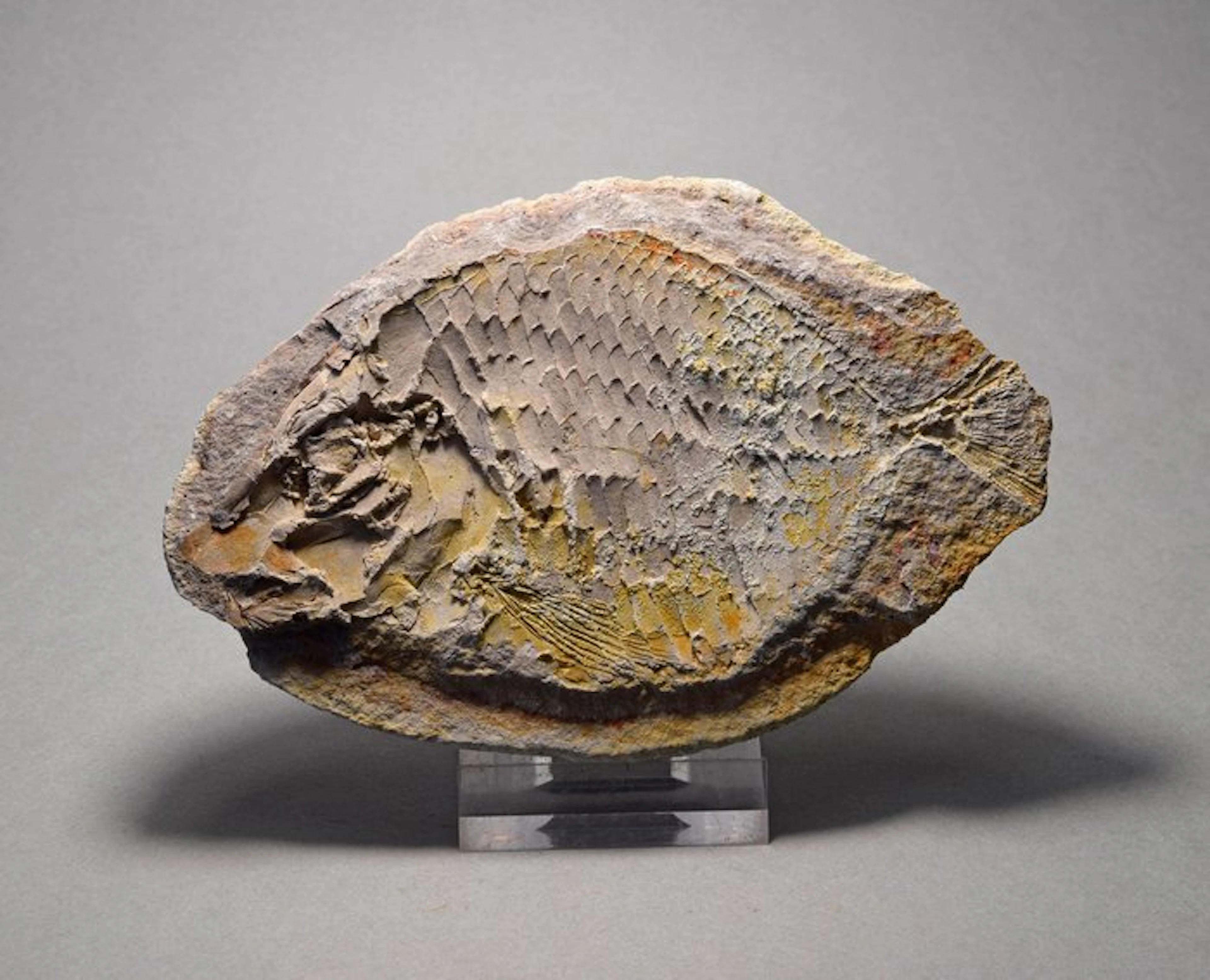 Fish - Fossilised animal - Bobasatrania mahavavica - 11.6 cm