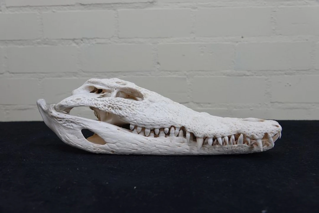Nile Crocodile 36 cm Skull - Crocodylus niloticus (with...