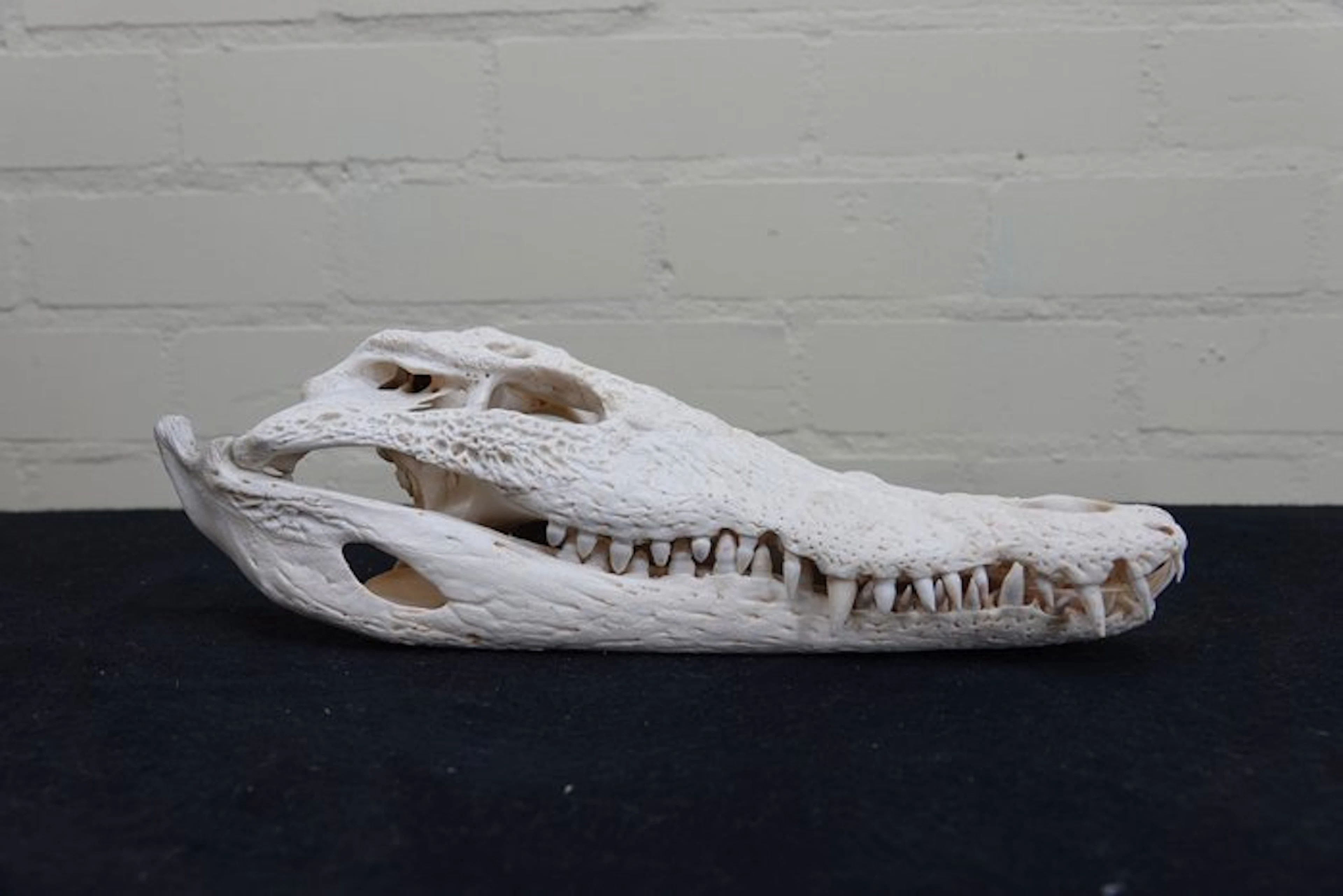 Nile Crocodile 36 cm Skull - Crocodylus niloticus (with...