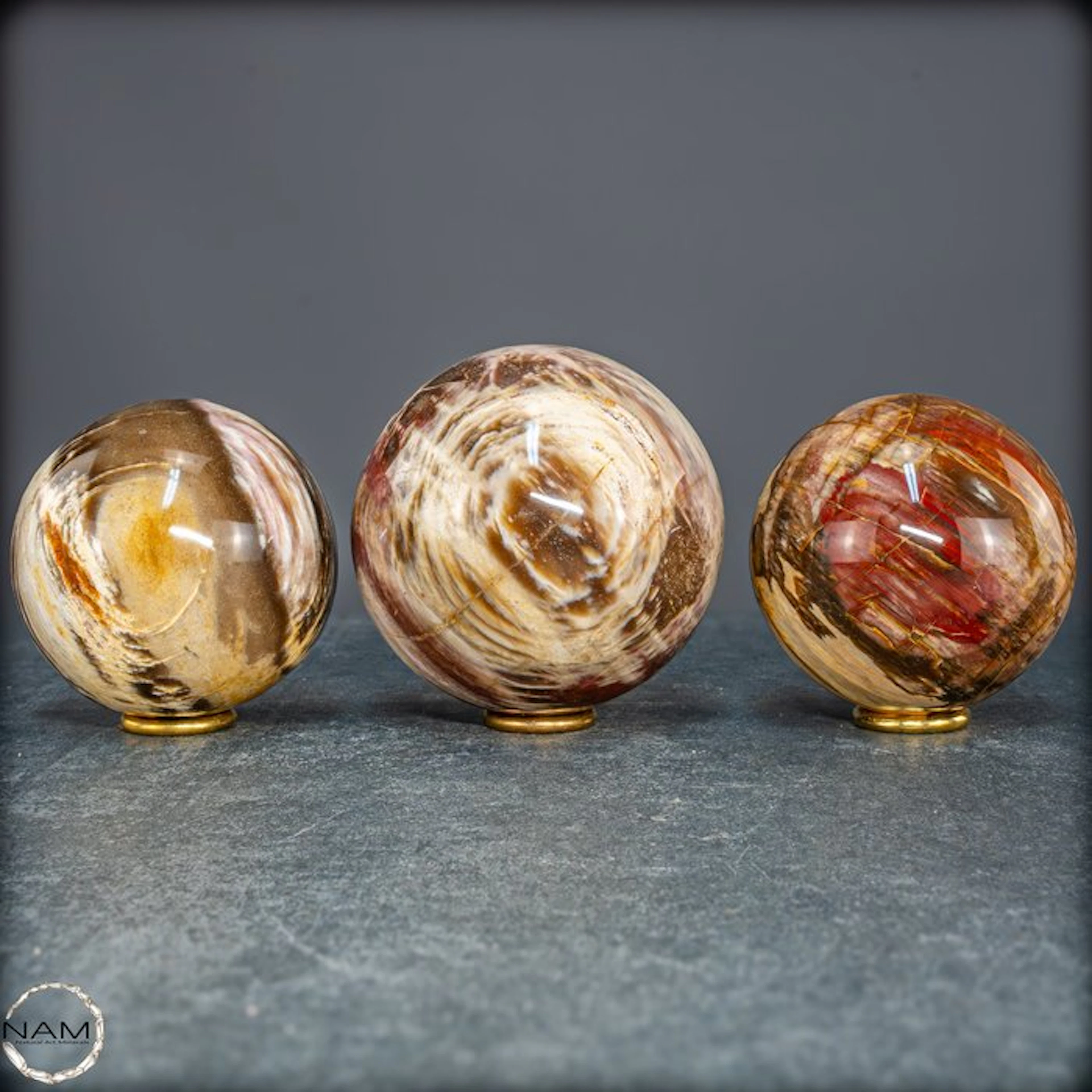 Exclusive set of petrified wood from Madagascar –...