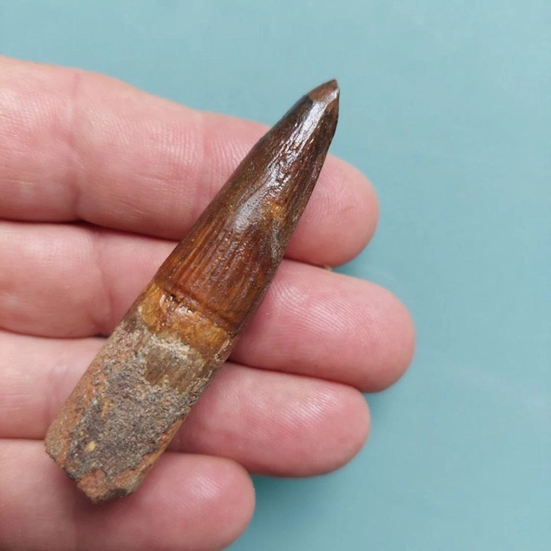 Spinosaur - Fossil tooth - 70 mm - 18 mm