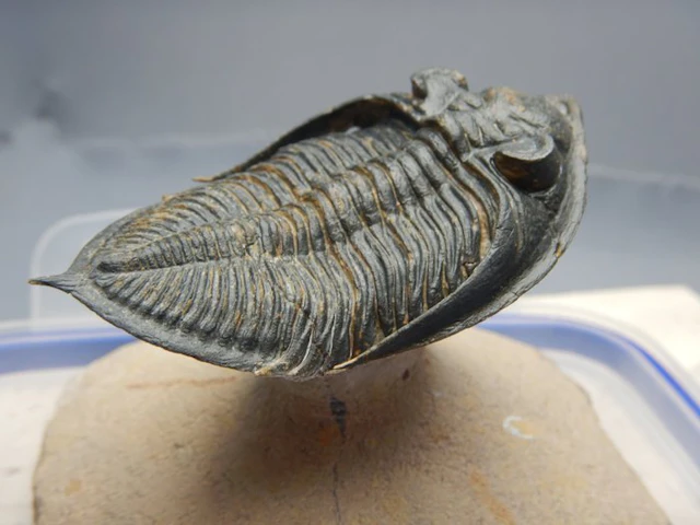 Trilobite - Fossil skeleton - Odontochile (Zlichovaspis...