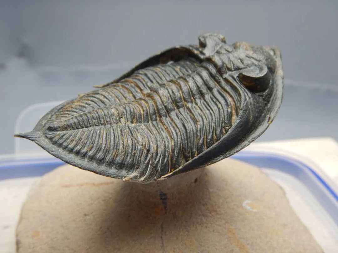 Trilobite - Fossil skeleton - Odontochile (Zlichovaspis...