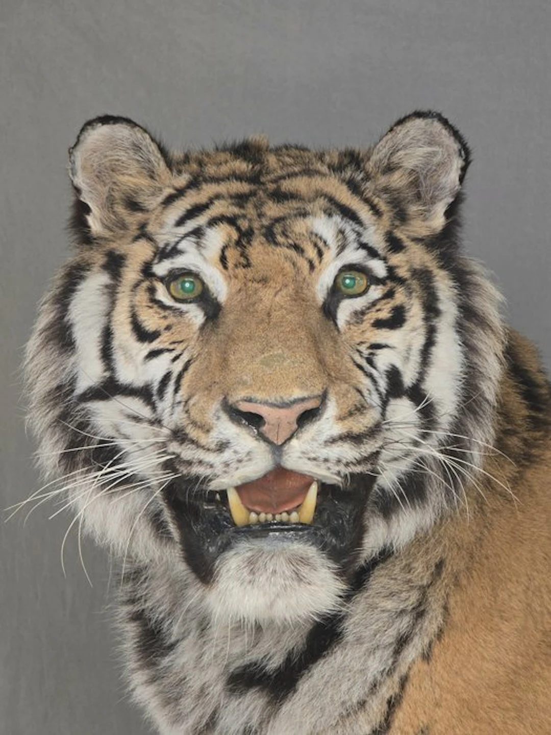 Siberian Tiger - Standing Mount Taxidermy full body mount...