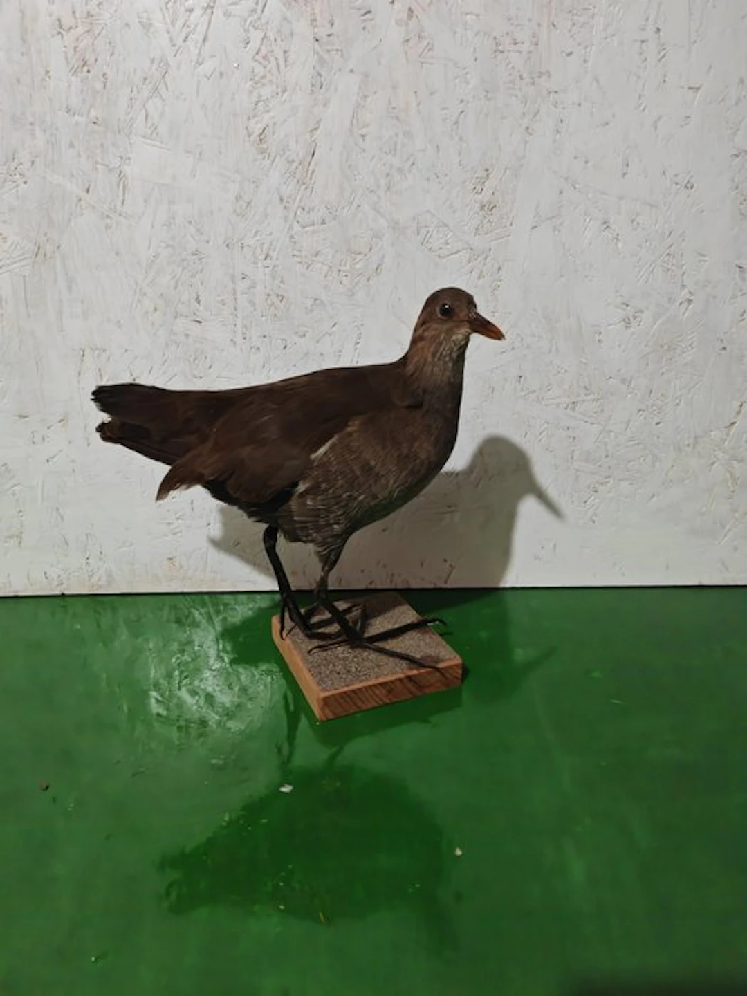 Moorhen Taxidermy full body mount - Gallinula chloropus...