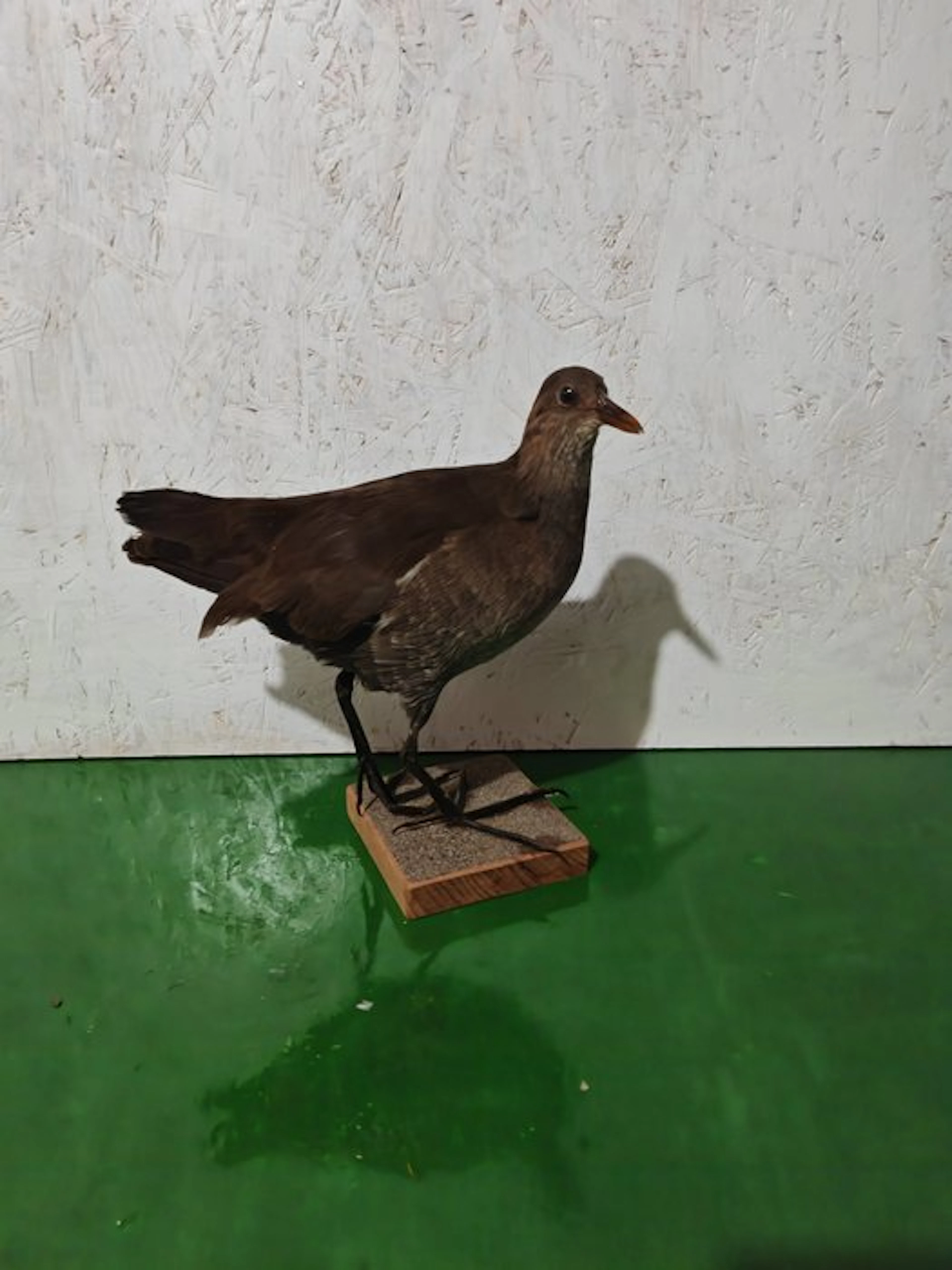 Moorhen Taxidermy full body mount - Gallinula chloropus...