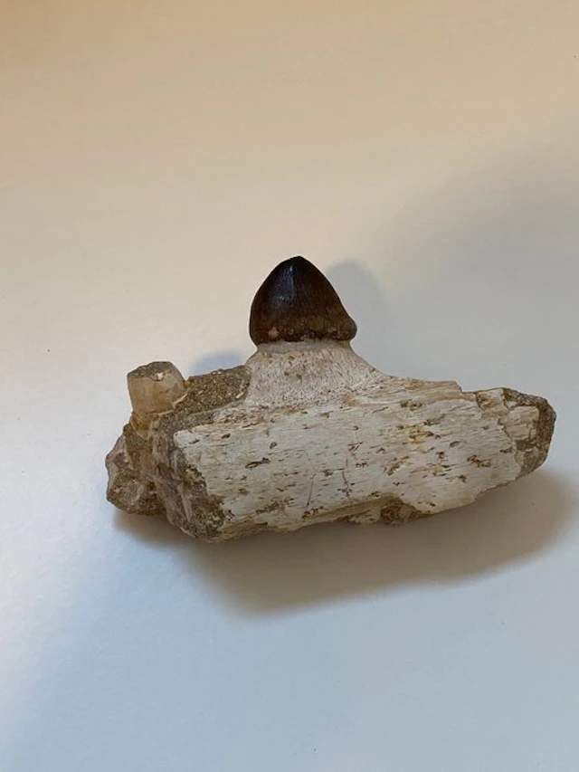 Mosasaur - Fossilised jaw - Mandíbula fosilizada - 12 cm...