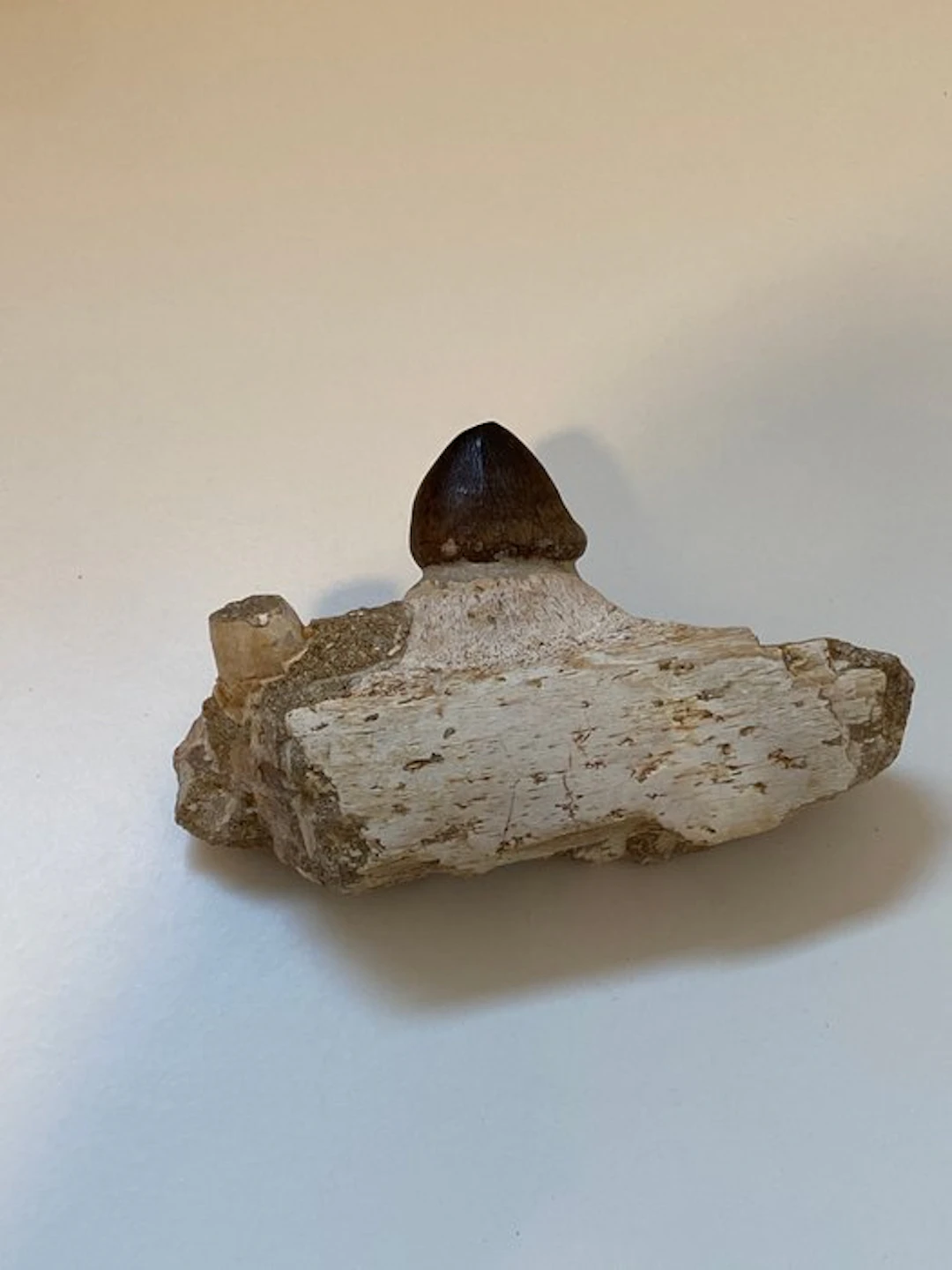 Mosasaur - Fossilised jaw - Mandíbula fosilizada - 12 cm...