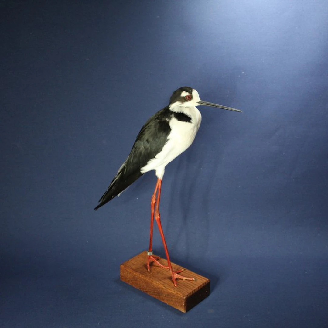 Mexican stilt walker Taxidermy full body mount...