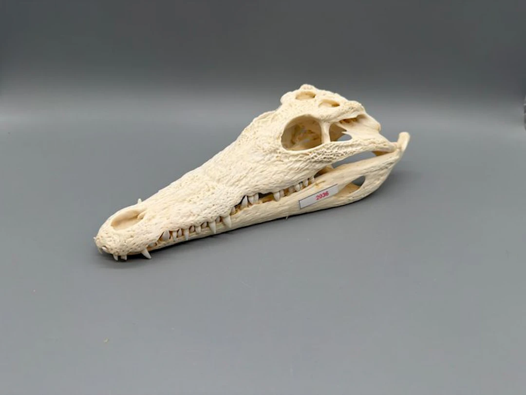 Nile Crocodile Reptile skull - Crocodylus niloticus - 6...