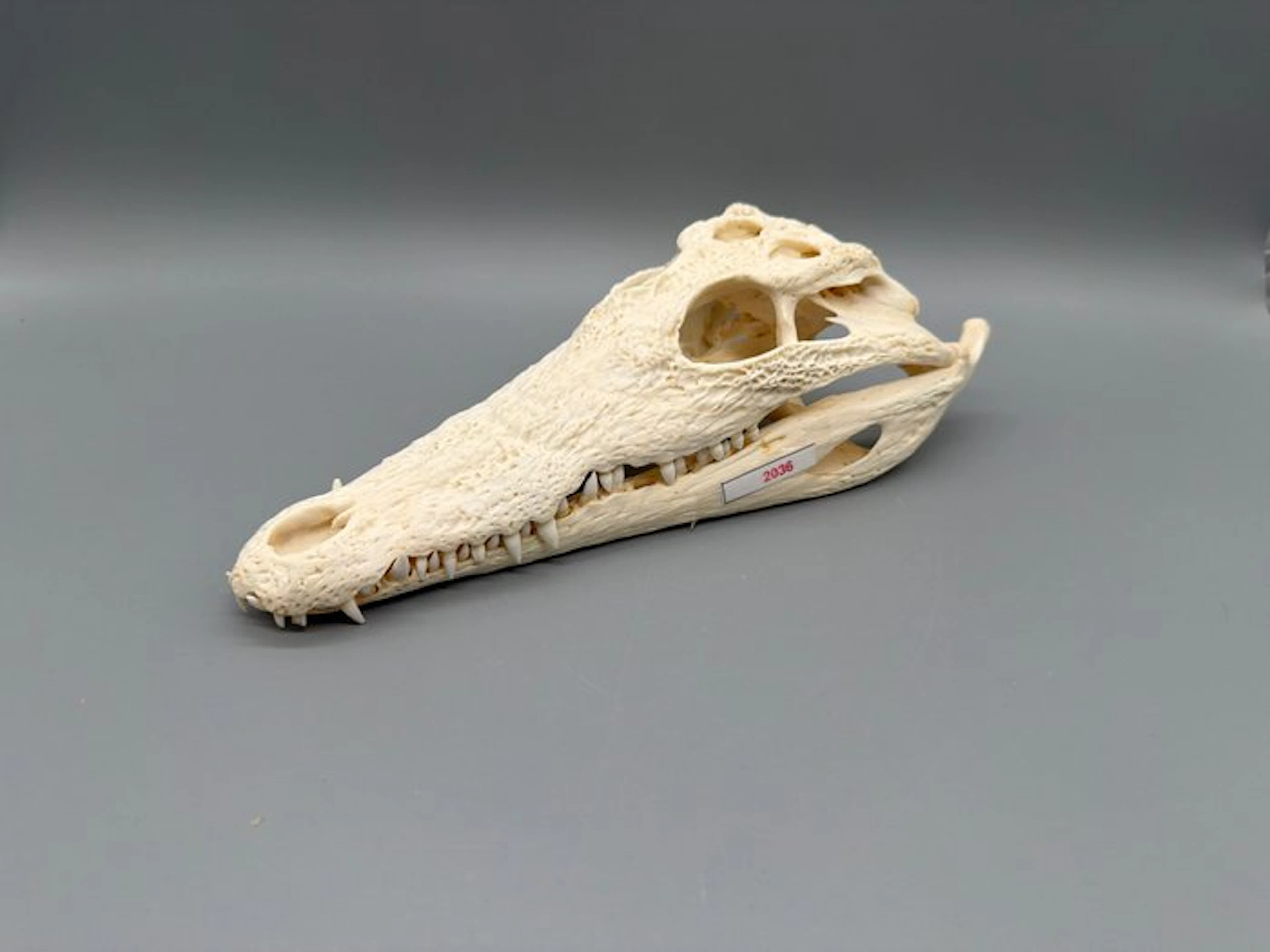 Nile Crocodile Reptile skull - Crocodylus niloticus - 6...