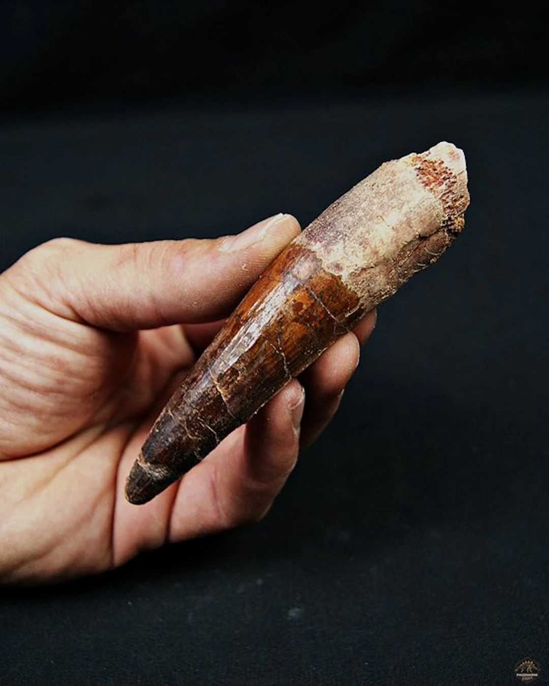 Spinosaur - Fossil tooth - Spinosaurus aegyptiacus