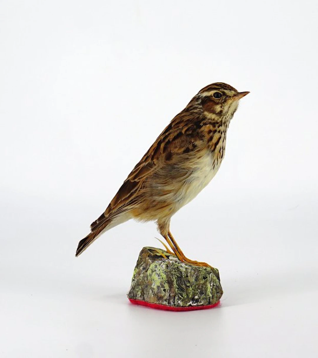 Tottavilla Taxidermy full body mount - Lullula arborea - 8 cm - 9 cm - 14 cm