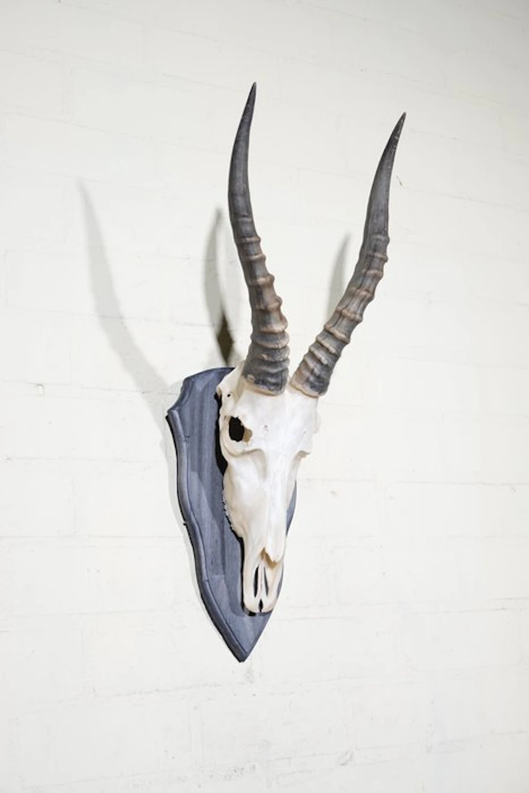 Blesbok Skull - Damaliscus pygargus phillipsi - 0 cm - 0...