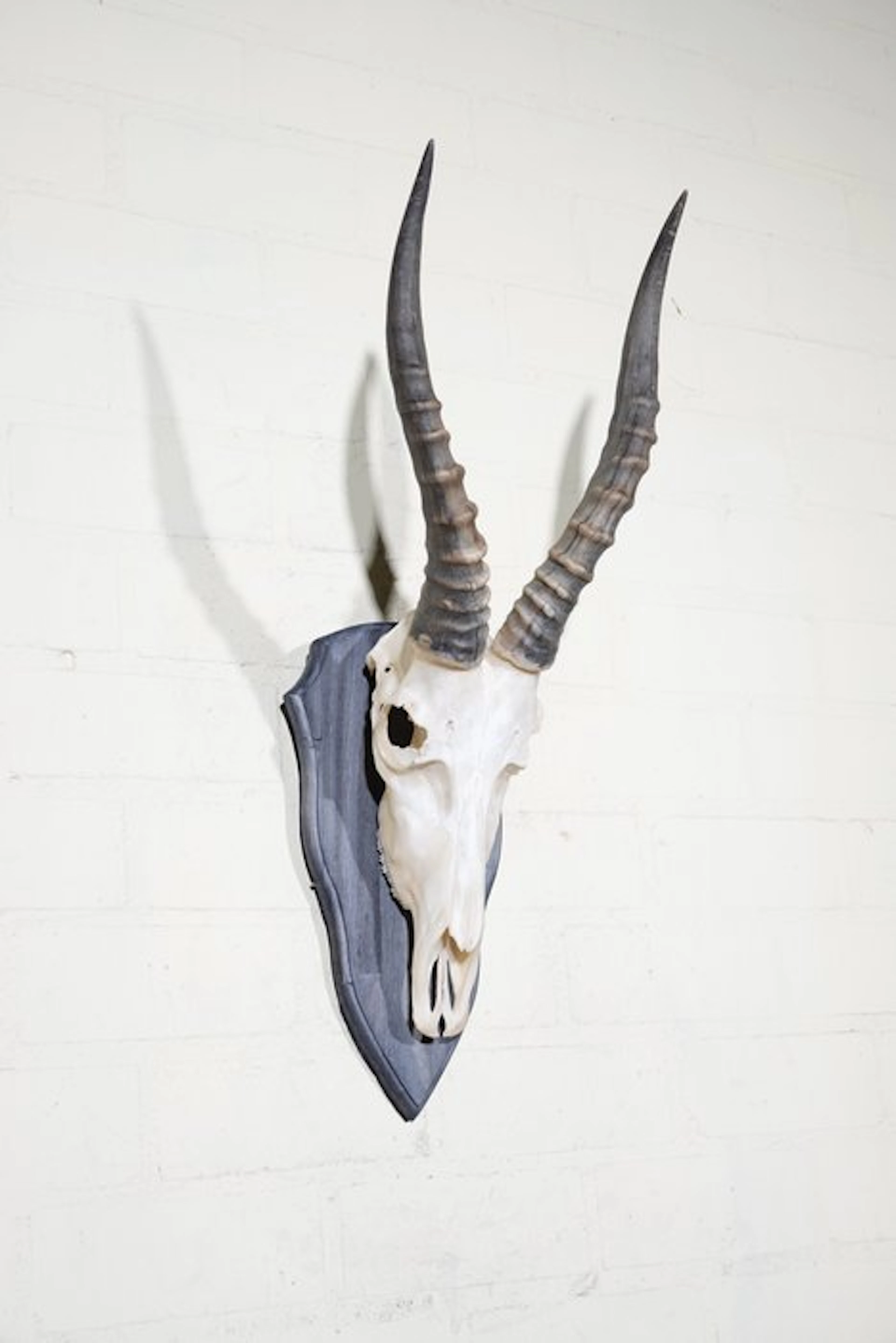 Blesbok Skull - Damaliscus pygargus phillipsi - 0 cm - 0...