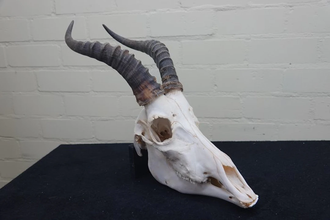 Blesbok Skull - Damaliscus pygargus phillipsi - 0 cm - 0...