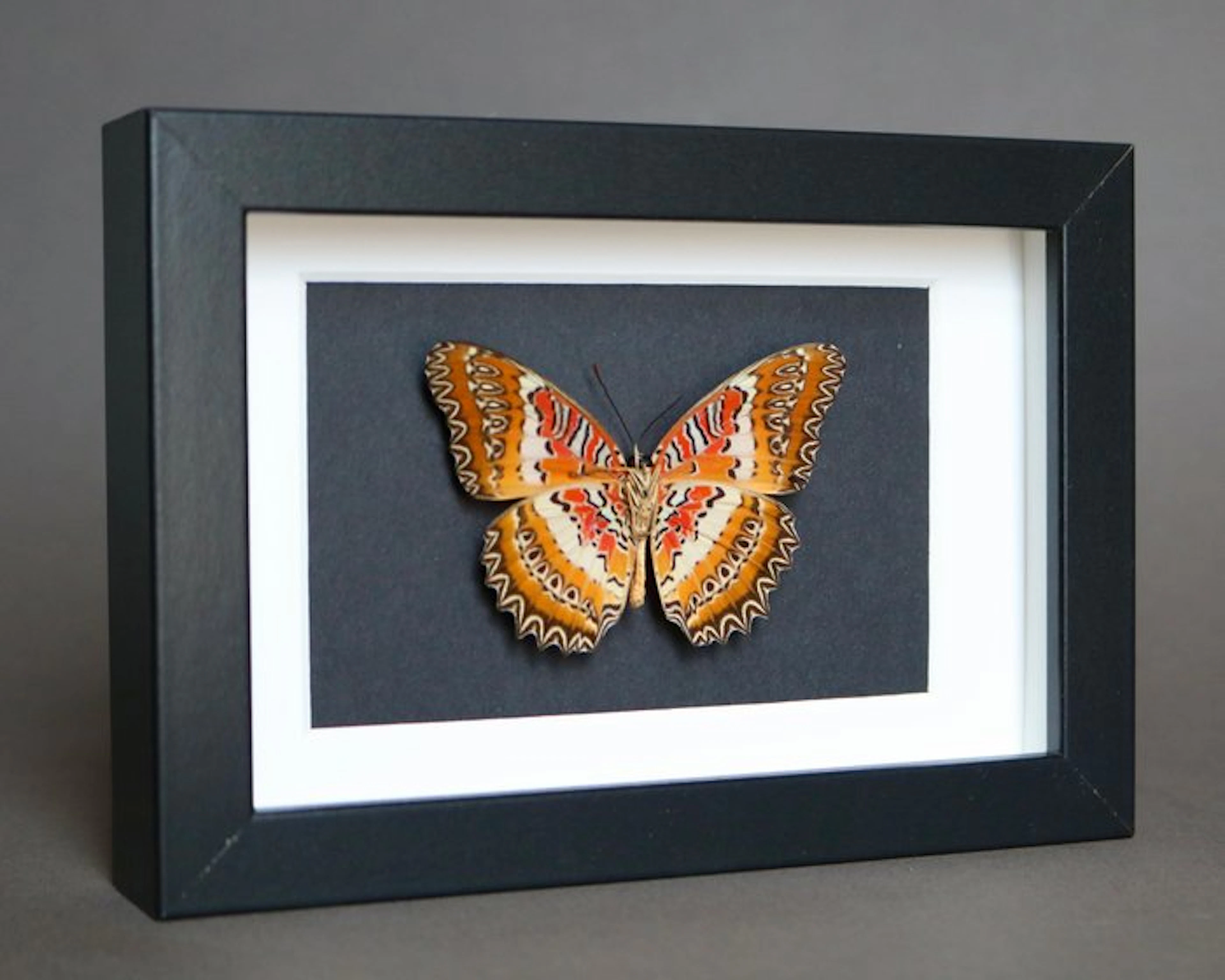 Butterfly Taxidermy full body mount - Cethosia cyane - 10...