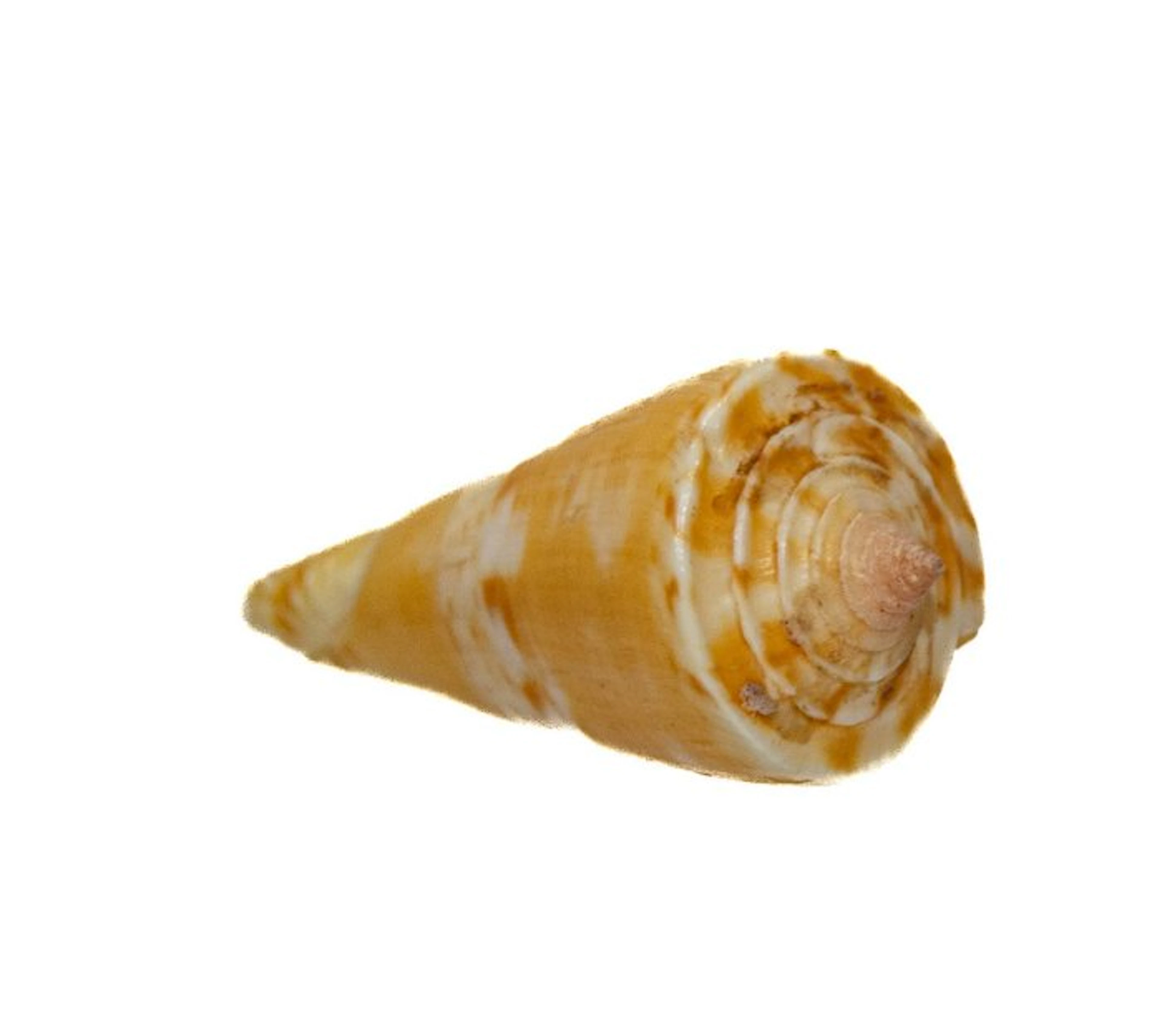 Conus voluminalis cone snail – Elegant collector's case...