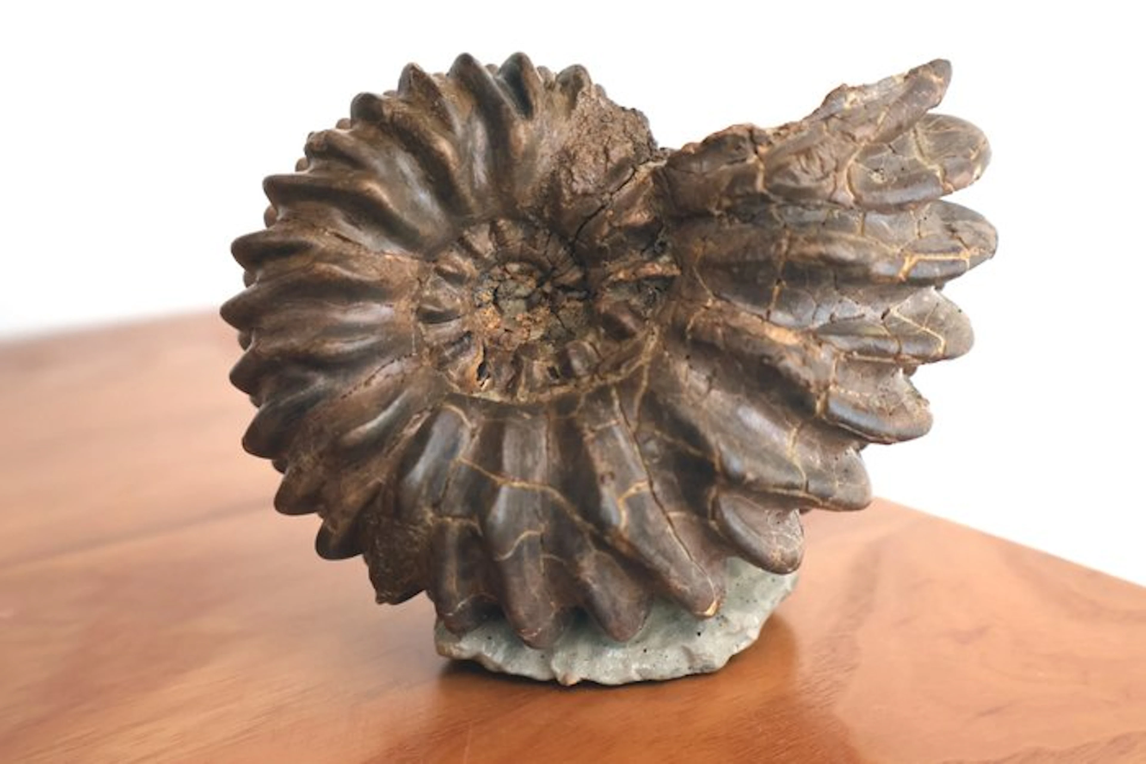 "Ammonite from Troyes" France - Fossilised shell - Hoplites benettiatus - 9 cm