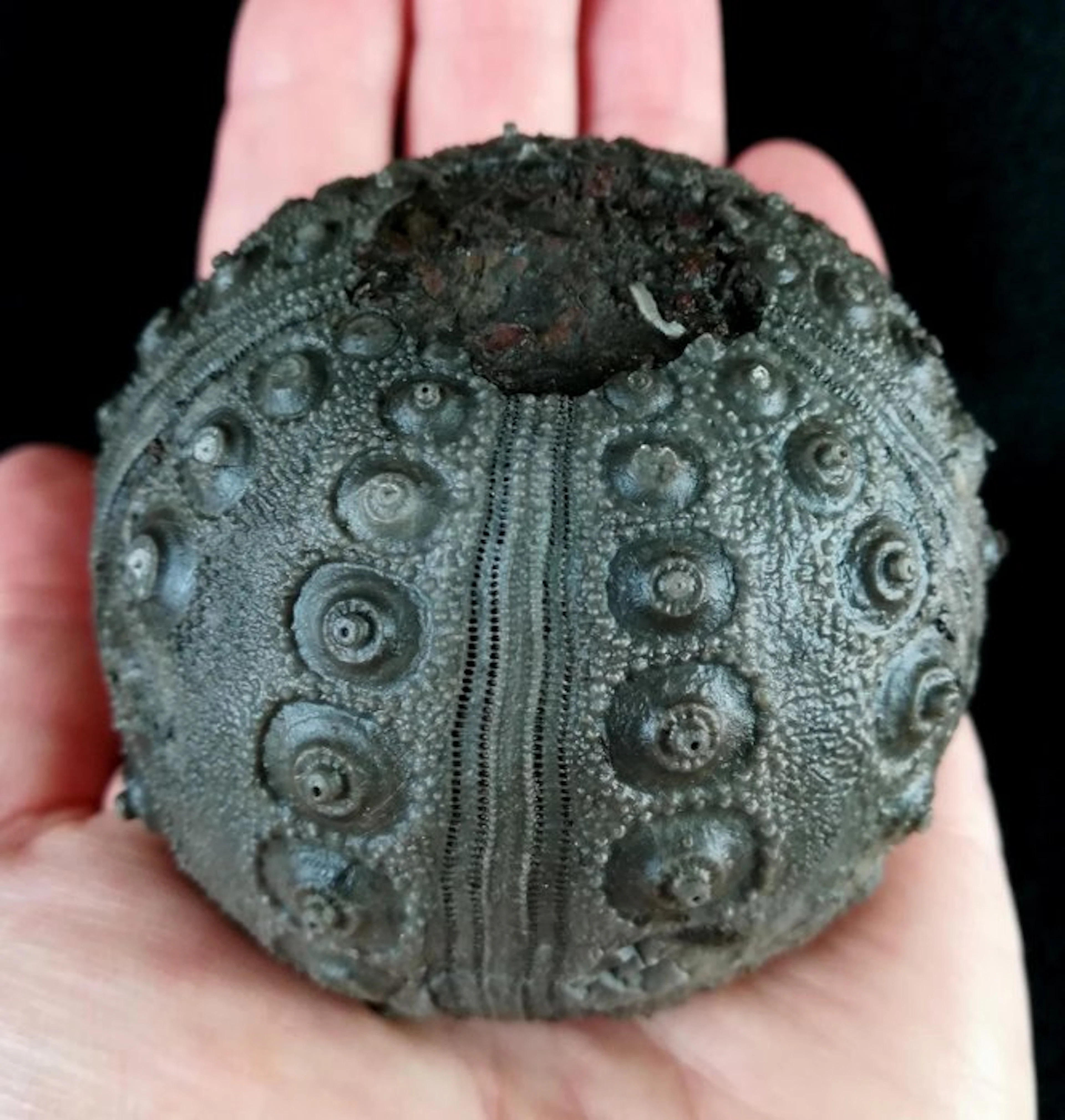 Impressive sea urchin!!! - Exceptional size
